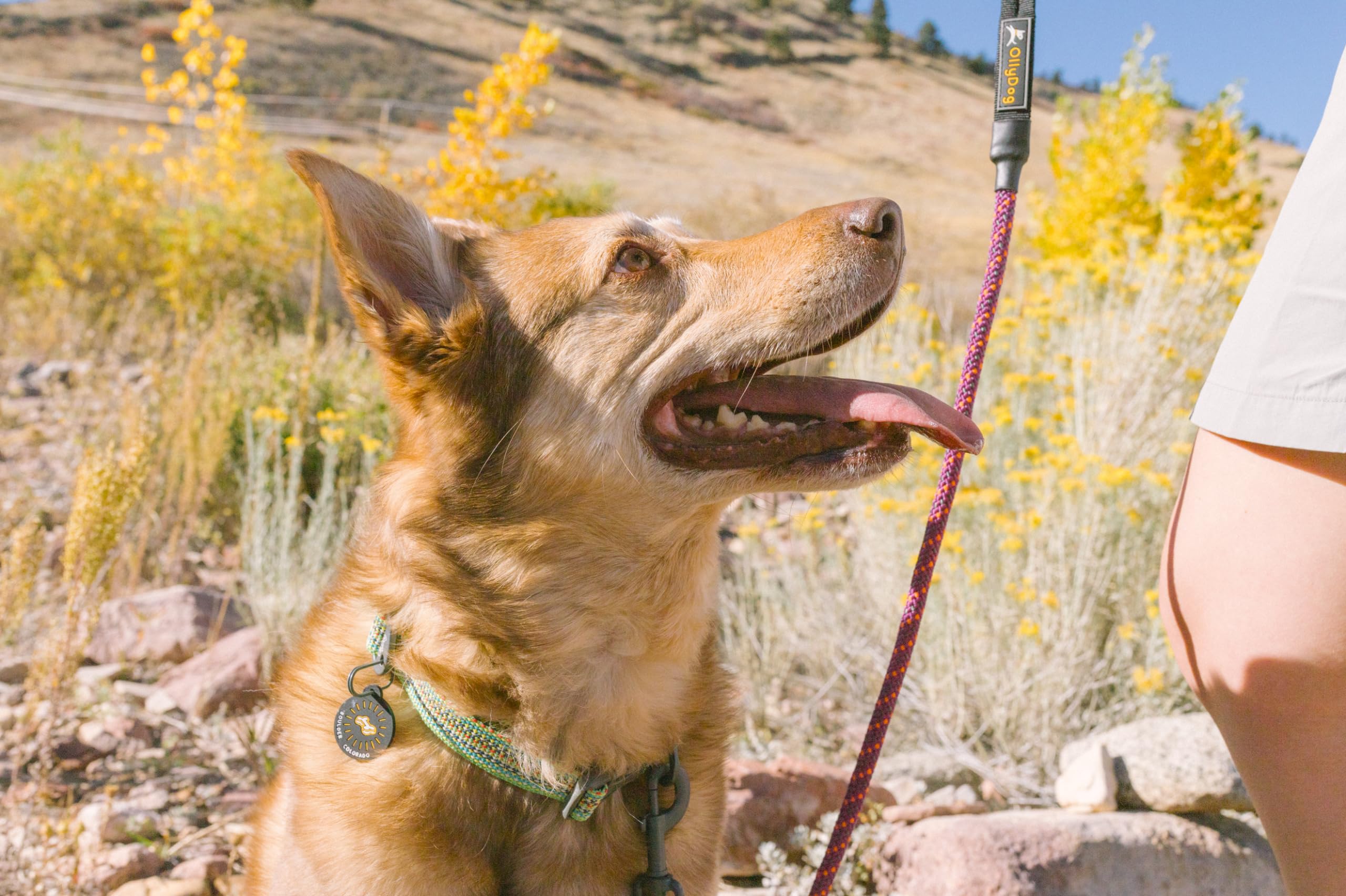 Ollydog Rescue Adjustable Dog Collar With Sturdy Buckle, Lightweight Training Collar For Large, Medium And Small Dogs (Small, Pr