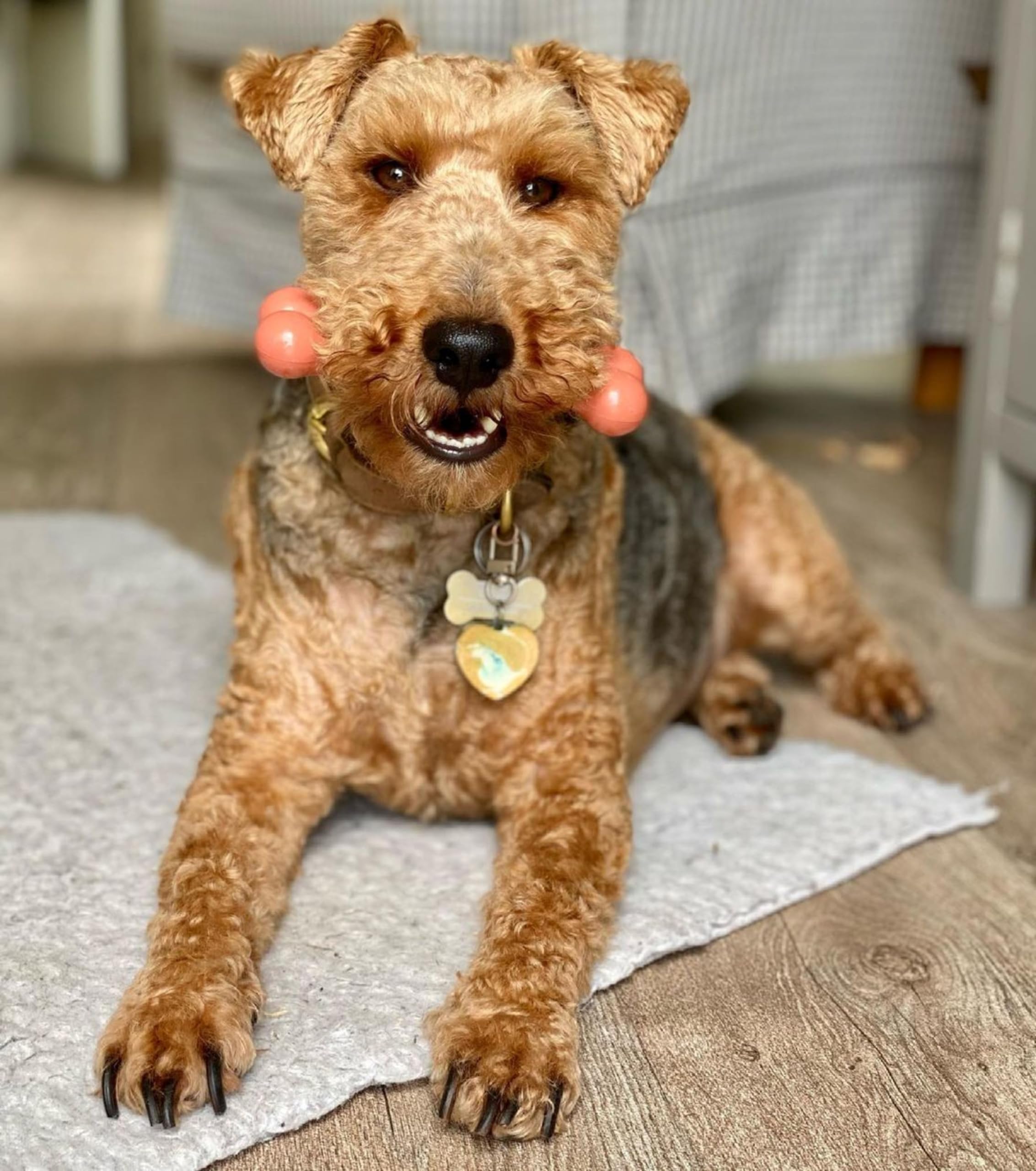 Nylabone Durachew Bacon Blister Card Regular