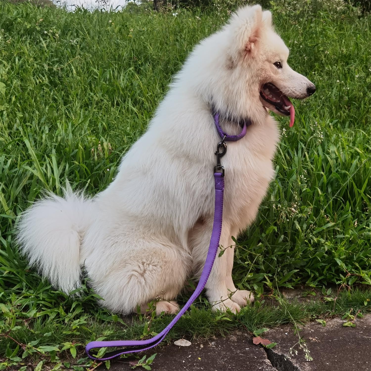 Cyclpet Advanced Dog Short Leash 24 Inches With Sturdy Nylon And Soft Padded Handle Lead For Large Medium Breed Dogs Daily Use W