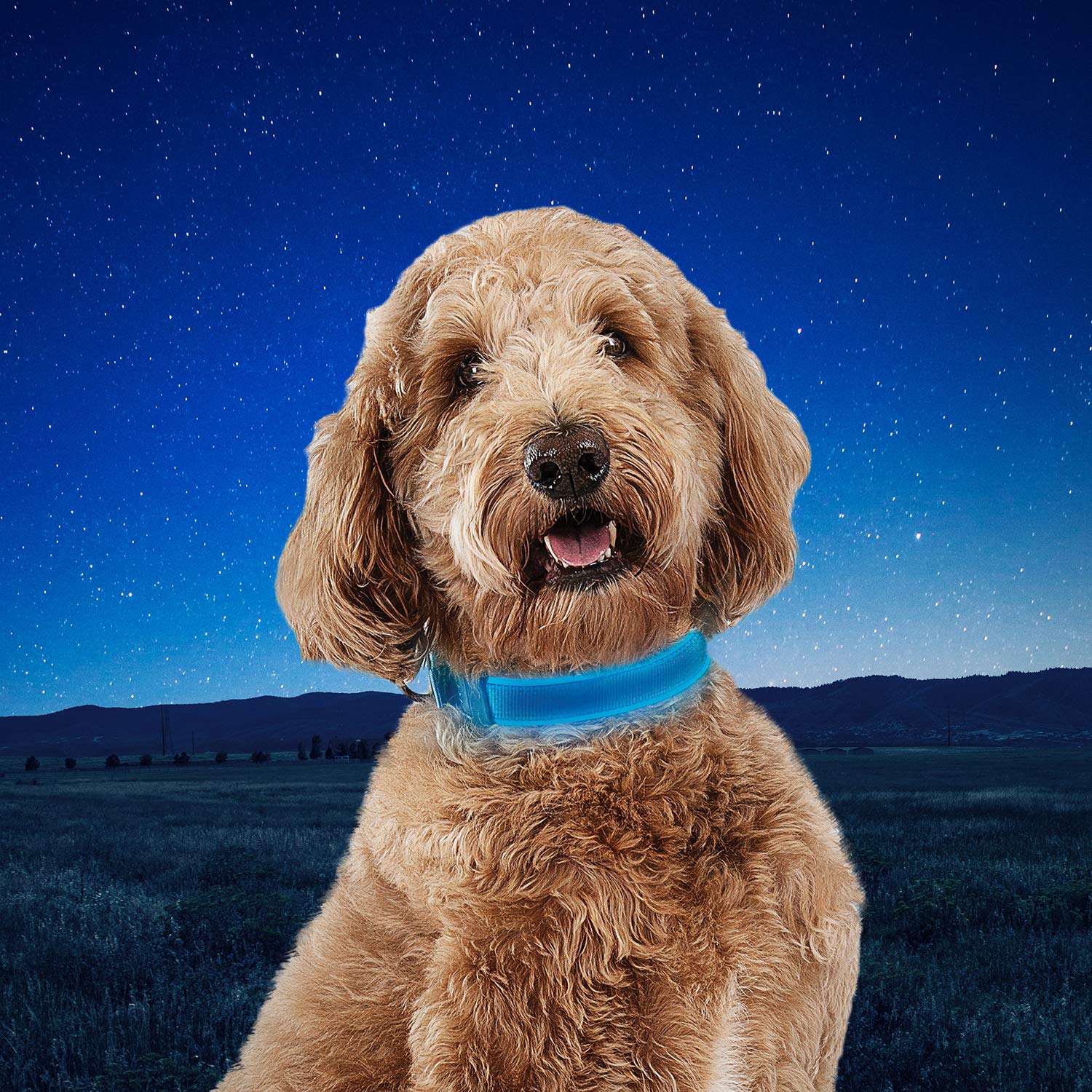 Nite Ize Nitedog Rechargeable Led Collar, Usb Rechargeable Light Up Dog Collar W/Metal Buckle, Water Resistant, Blue