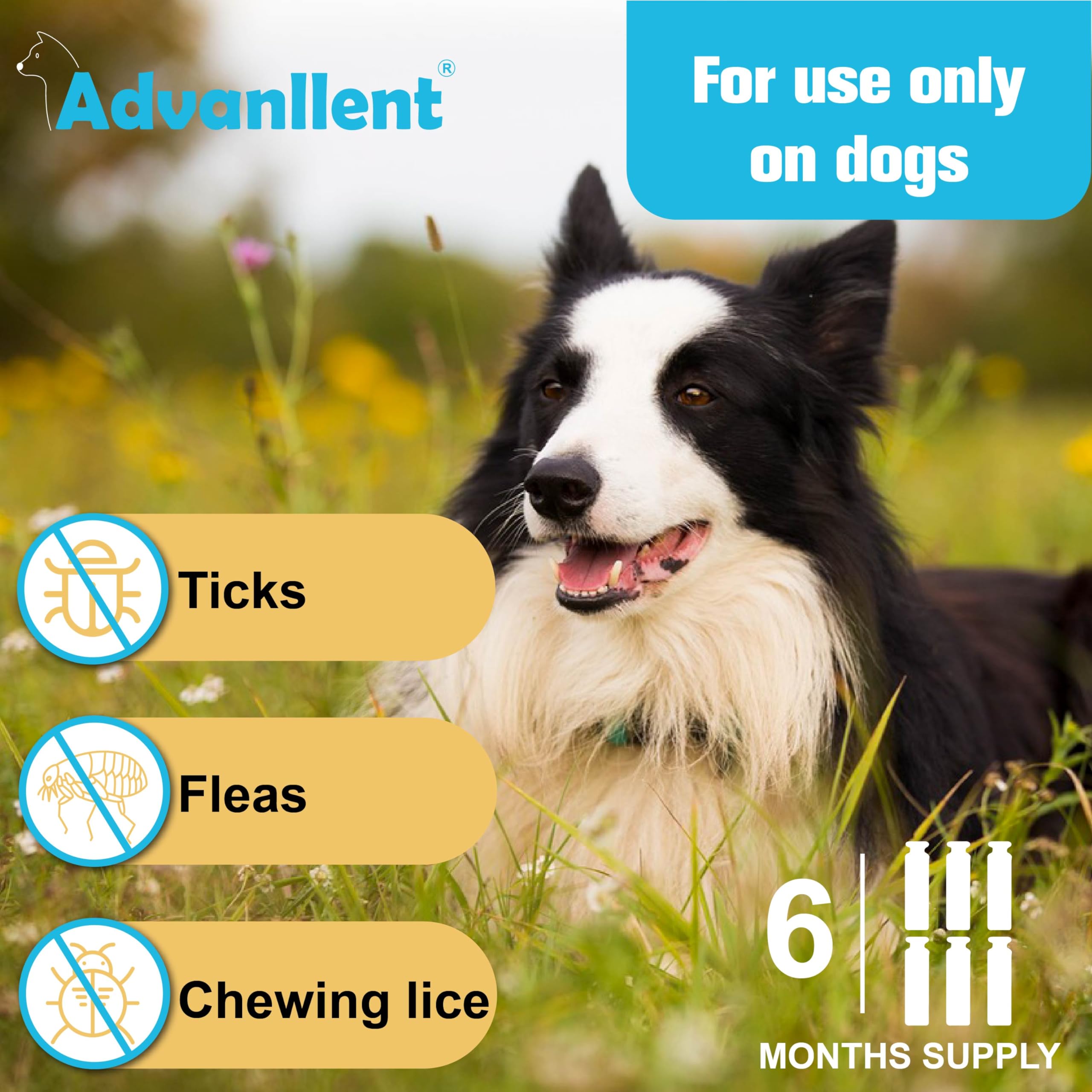 Advanllent Flea and Tick Prevention for Dogs, Flea and Tick Treatment for Large Dog, Flea & Tick Control, 45-88 Pounds, 6 Doses