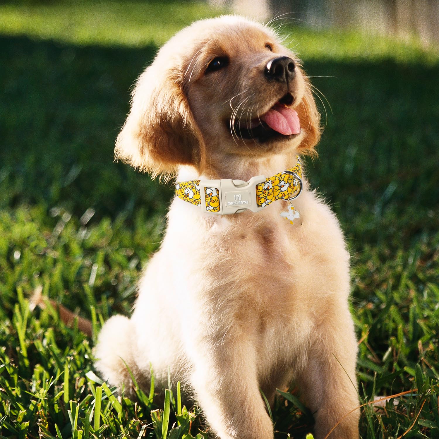 Maca Bates Yellow Duck Basic Dog Collar Summer Cute Puppy Collars Durable Soft Thick Adjustable Durable Birthday Gift For Xs Sma