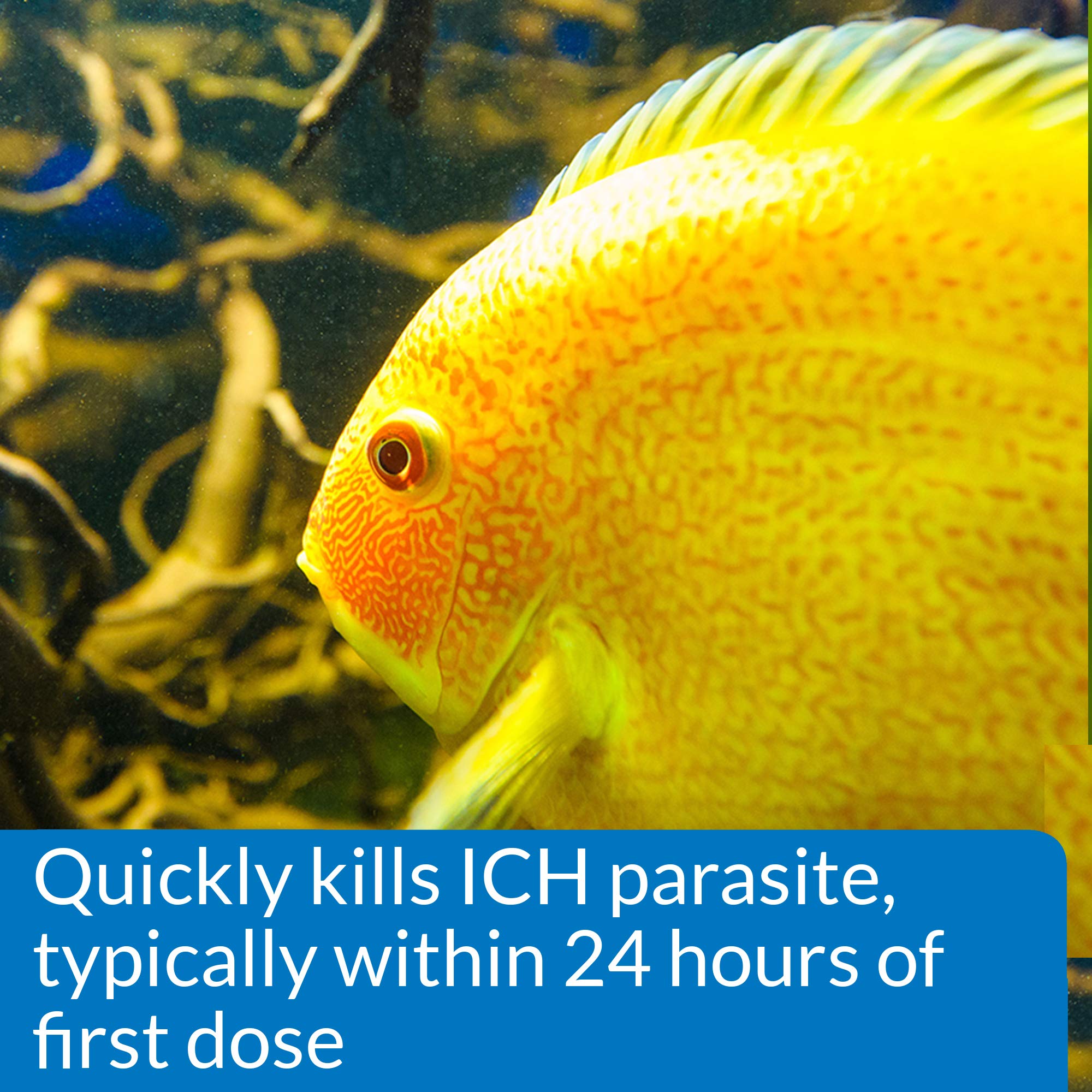 API Liquid Super Ick Cure - 8-Ounce (2 Pack) for Effective Fish Disease Treatment