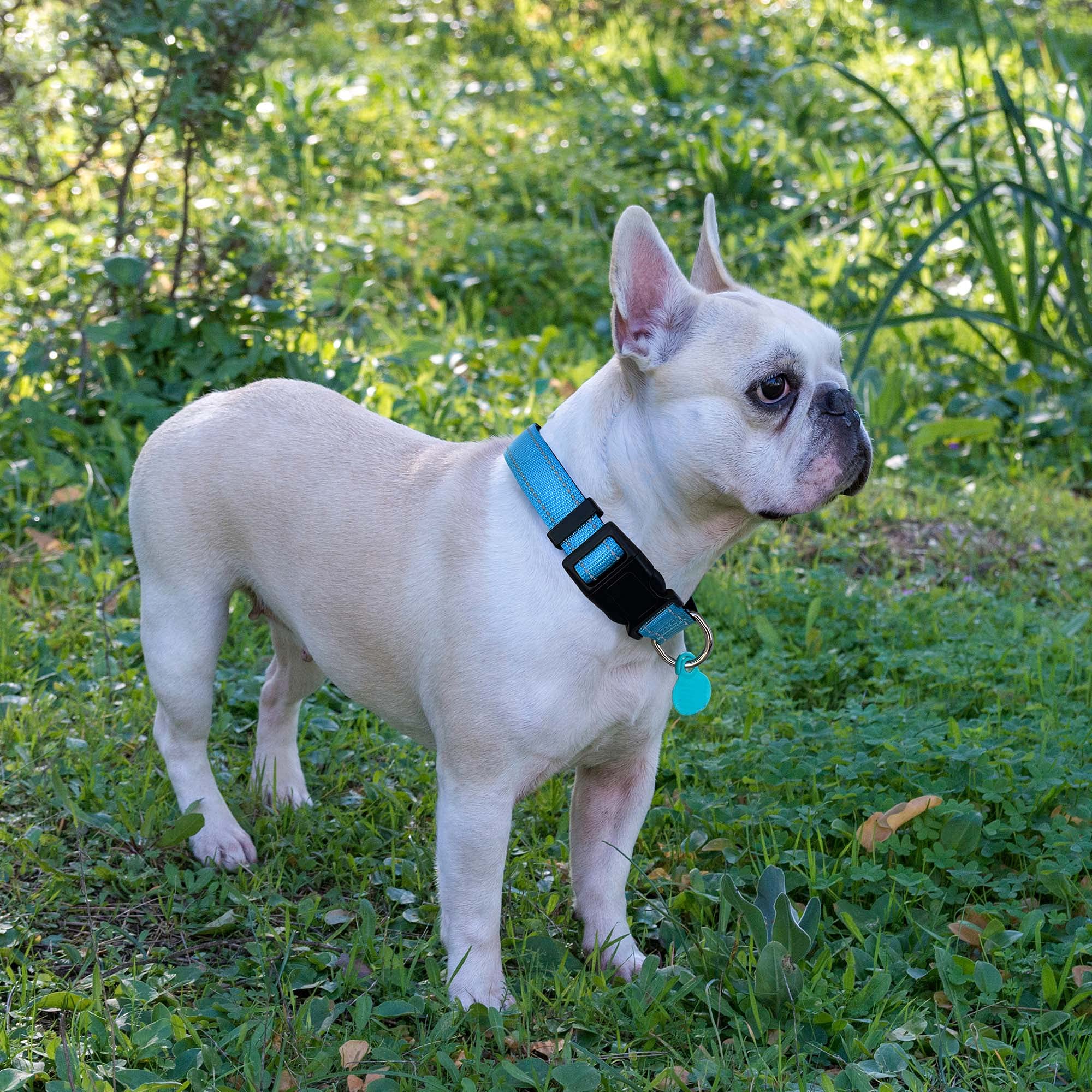 Ladoogo Reflective Dog Collar Padded With Soft Neoprene Breathable Adjustable Nylon Dog Collars For Small Medium Large Dogs (Med