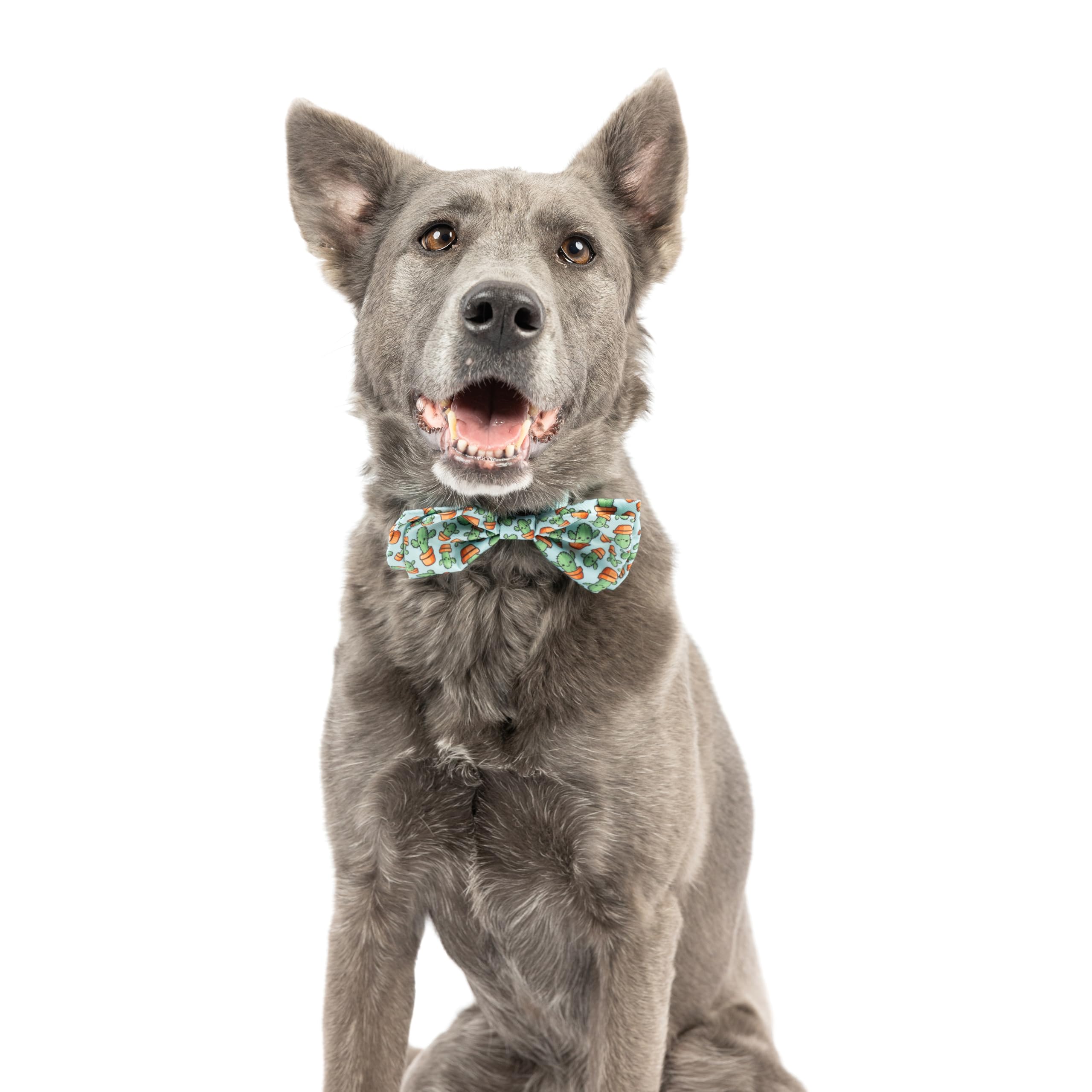 Huxley & Kent Bow Tie For Pets - I'M Prickly Cactus (Large) - Spring Bow Tie Collar Attachment - Fun Collar Accessory For Dogs &