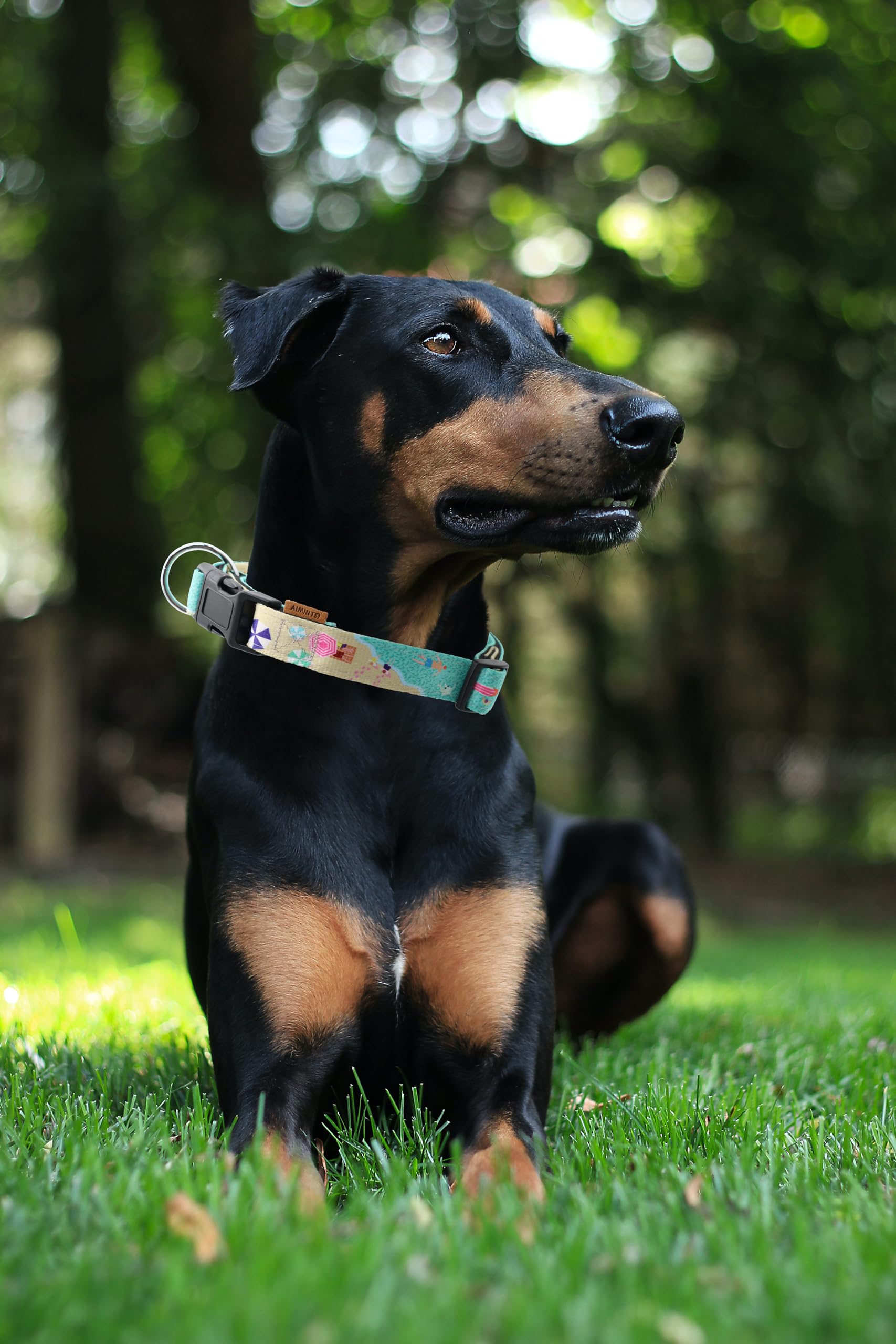 Aiminto Dog Collar, Cute Holiday In Beach Pattern, Neoprene Padded And Adjustable Collar With Quick Release Buckle, Reinforced S