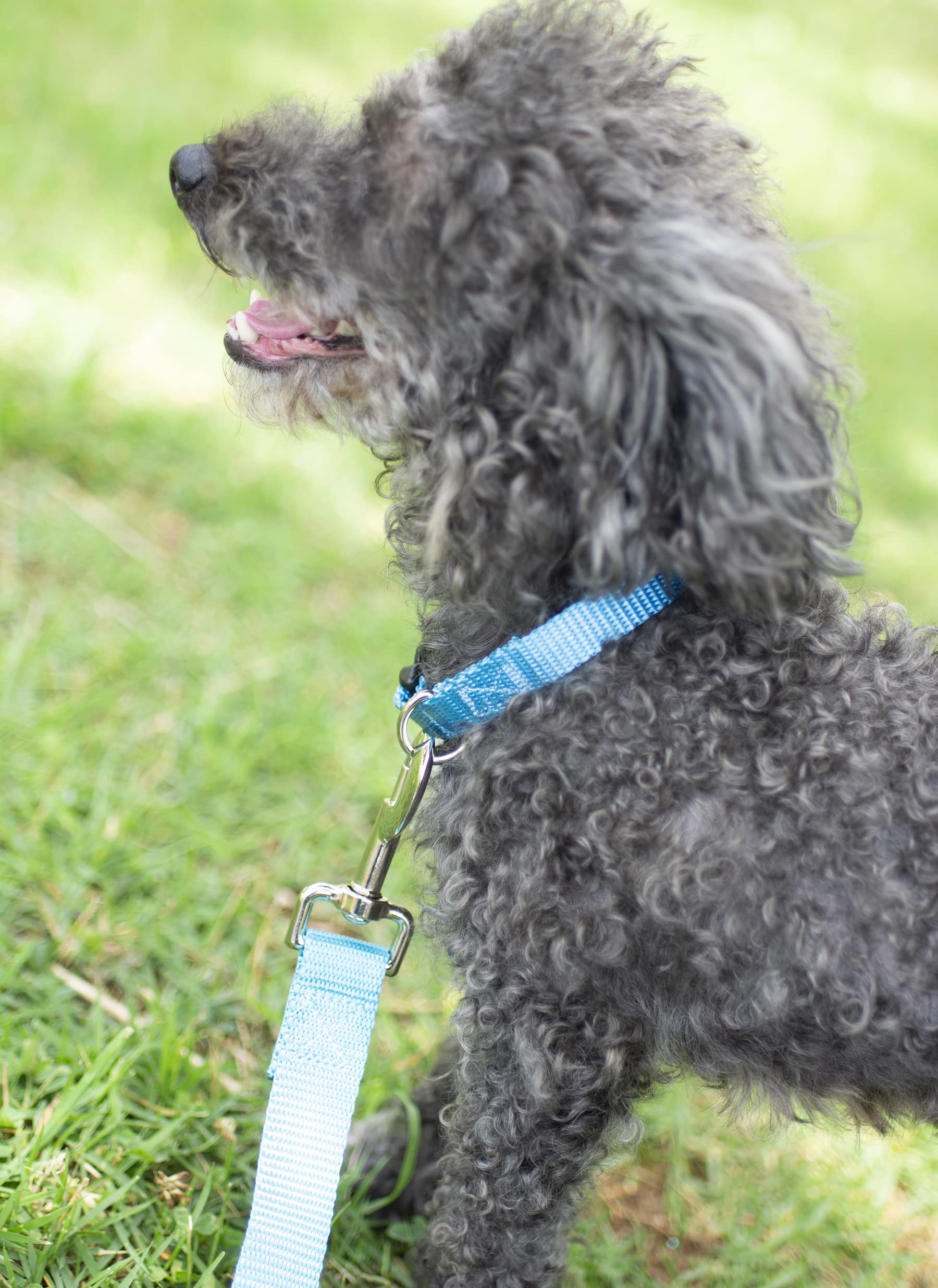 Country Brook Petz - 30+ Vibrant Colors - American Made Deluxe Nylon Dog Collar With Buckle (Large, 1 Inch Wide, Ice Blue)