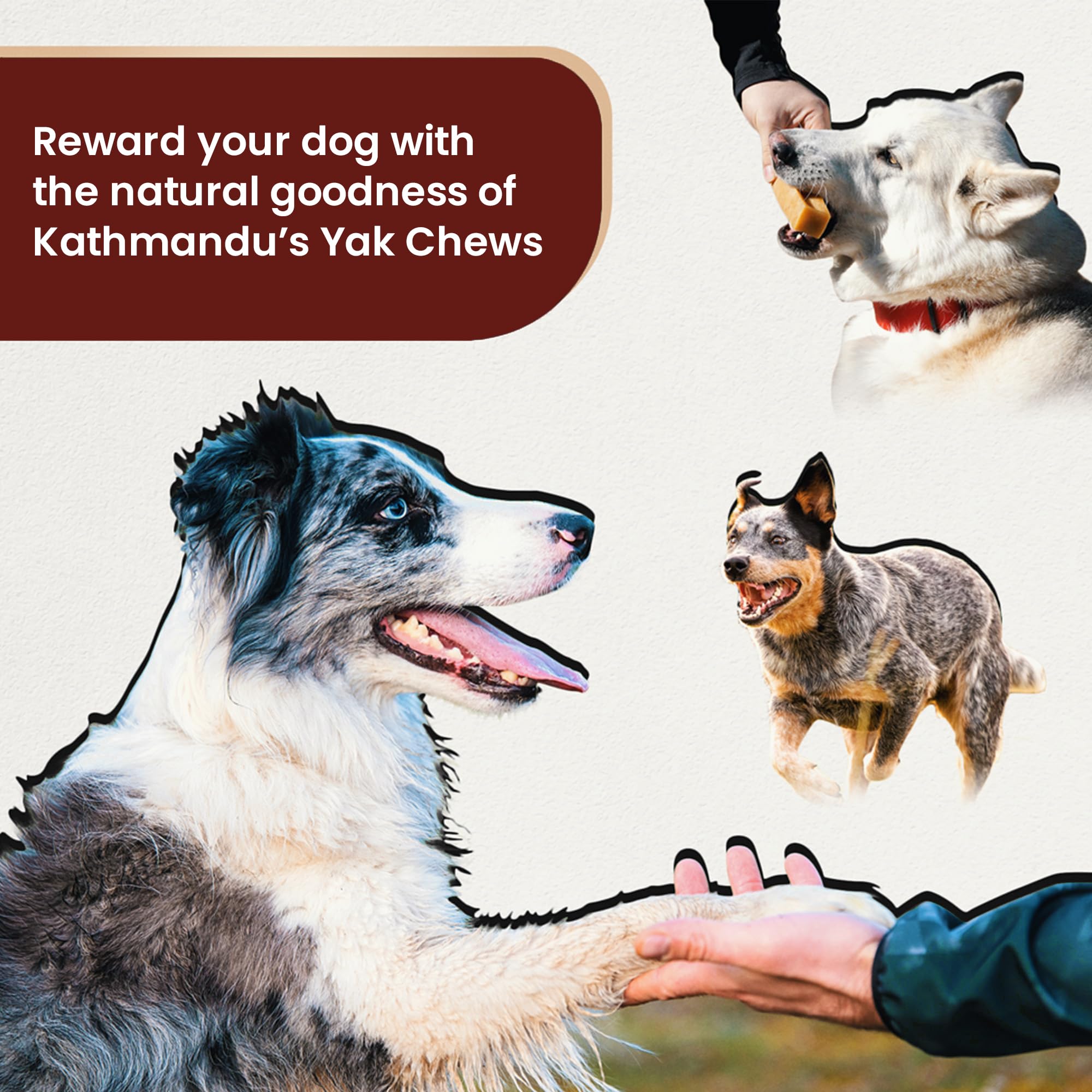 Authentic Himalayan Yak Cheese for Dogs - Small (Pack of 10) - Sourced from Pristine Himalayan Foothill, Rawhide-Free, NO preser