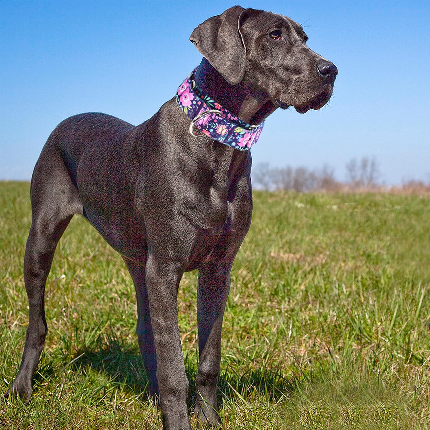 Martingale Dog Collar 1.5 Inch Wide - Bohemian Floral Print Adjustable Nylon No-Pull Training Collar For Medium/Large/Xl Dogs, H