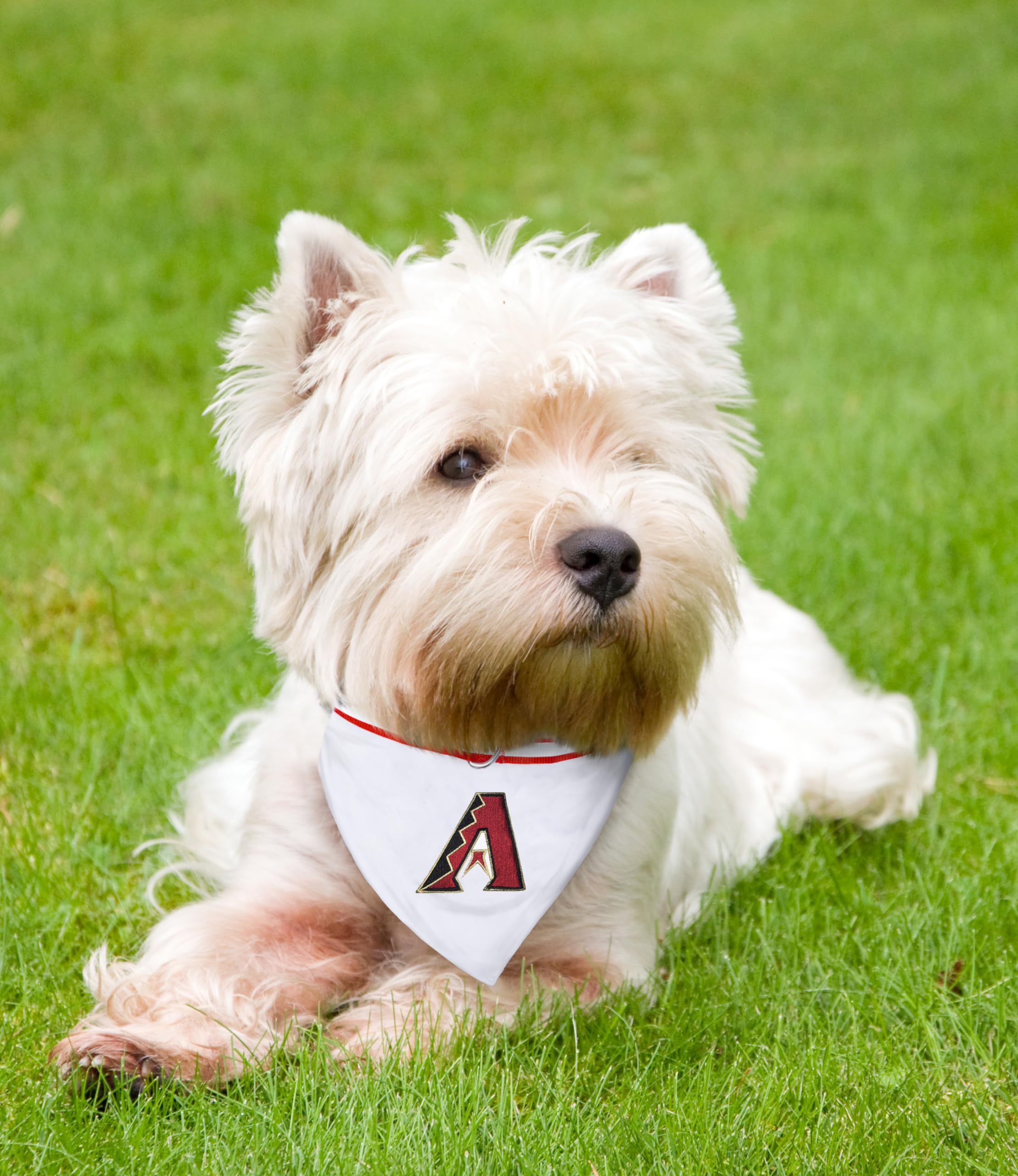 MLB Bandana - Arizona Diamondbacks Dog Bandana with Reflective & Adjustable Dog Collar, Small
