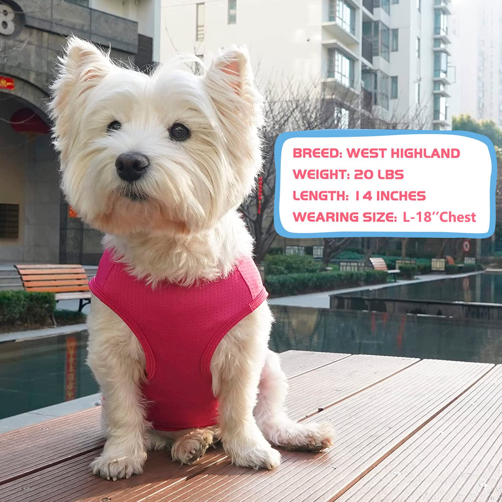 Kyeese 2 Pack Dog Shirts For Small Dogs Breathable Dog T-Shirts Soft Tank Top Sleeveless Vest Puppy Dog Tee Shirt Dog Apparel Great For Summer Strawberry Pattern, X-Large, Strawberry+Rose