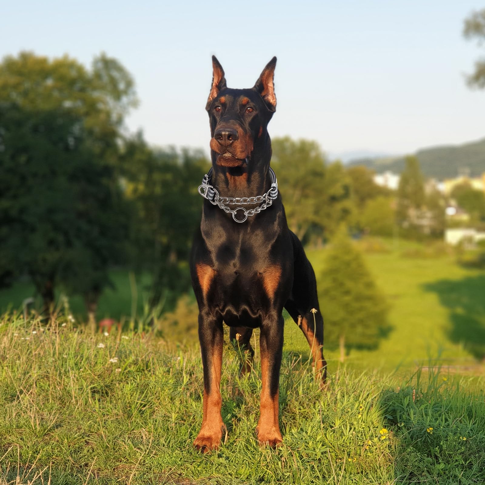 Martingale Collar With Steel Chain,Reflective Nylon Dog Collar With Soft Padded Adjustable Training No Slip Dog Collars (Large,