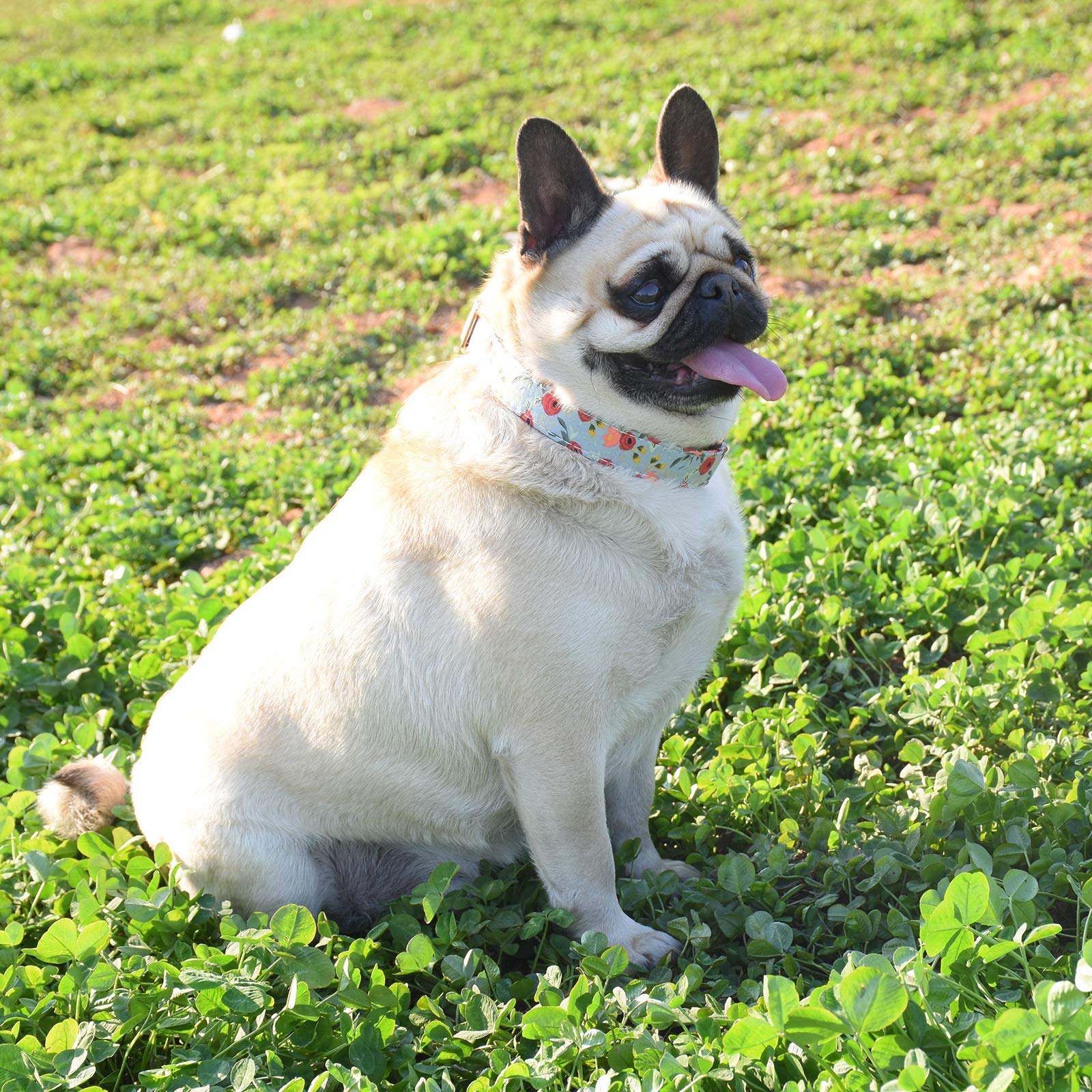 Metal Buckle Dog Collar, Durable Adjustable Dog Collar Soft For Small Medium Large Dogs (001-Flower11, M(13-18In))