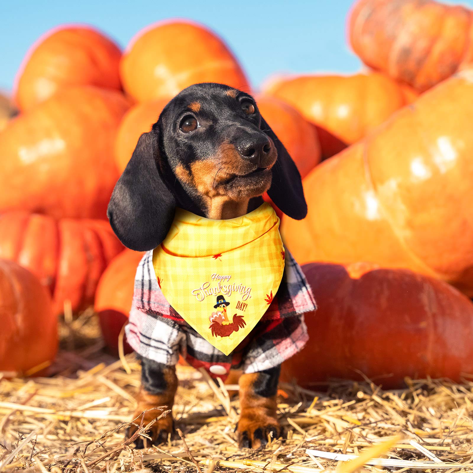 12 Pieces Holiday Dog Bandanas St' Patrick'S Day New Year Easter Day Dog Scarf Birthday Daily Festival Costume Supply Pets Scarf Bandana For Cats Pets Costume(Small)