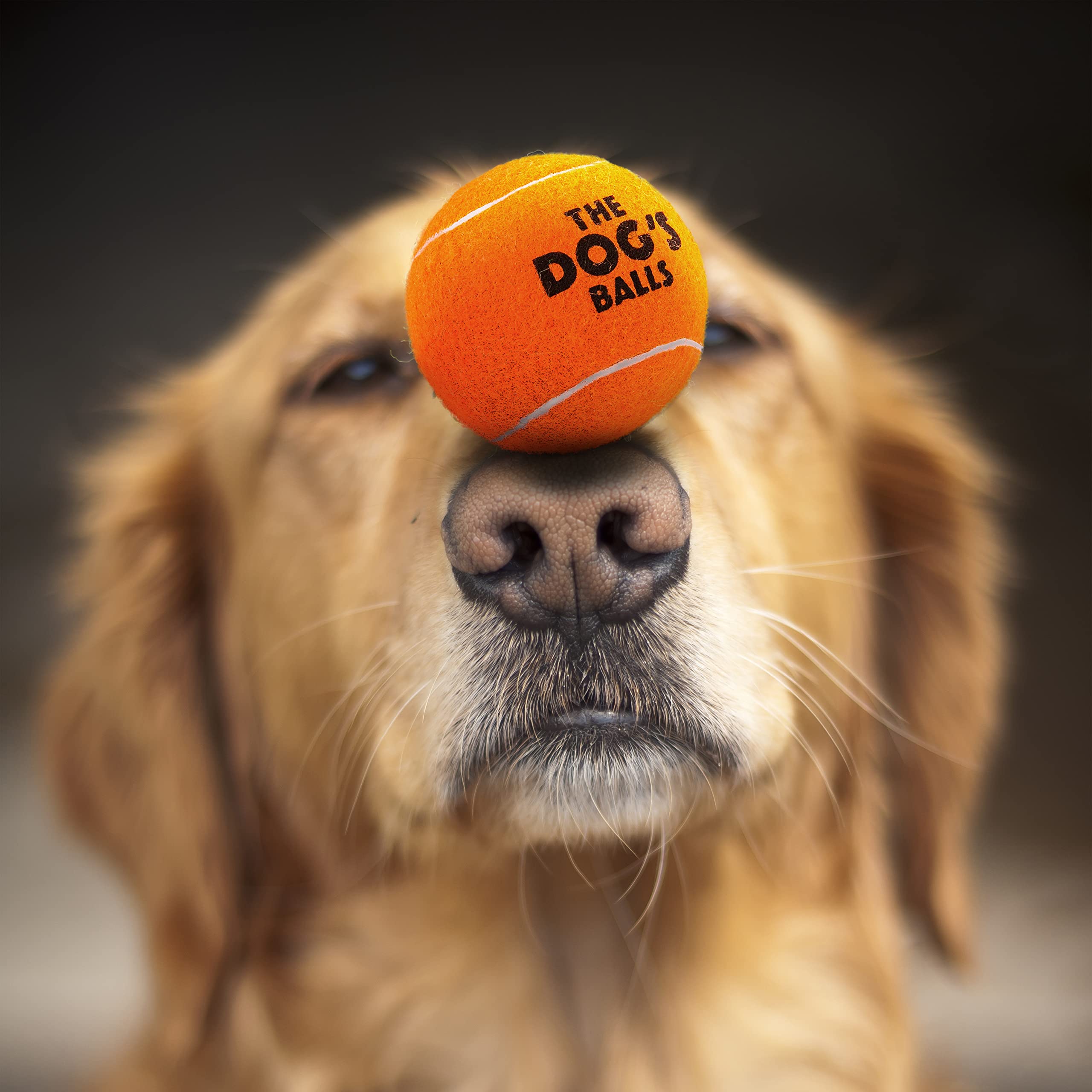 The Little Dog'S Balls, Dog Tennis Balls, 6-Pack Orange Dog Toy, Strong Dog & Puppy Ball For Training, Play, Exercise & Fetch