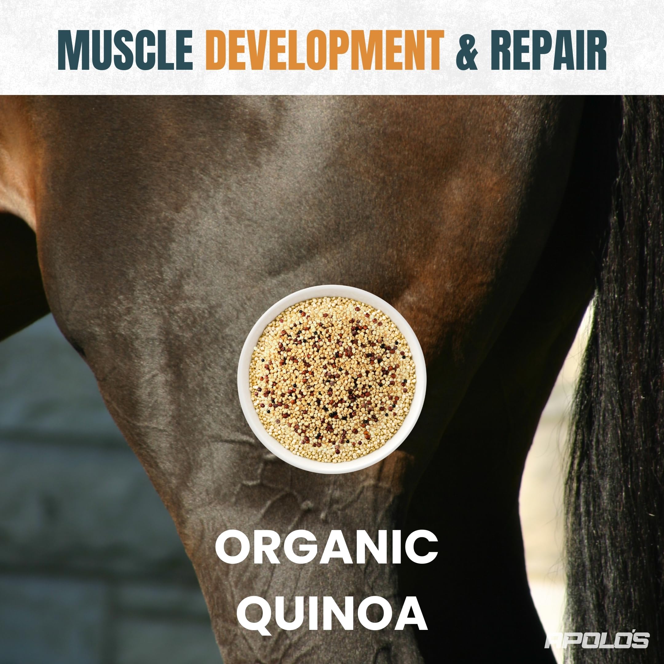 APOLOS Premium Horse Supplement - Flaxseed, Organic Quinoa & Chia | High-Nutrient, Natural Formula | Supports Digestion, Coat S
