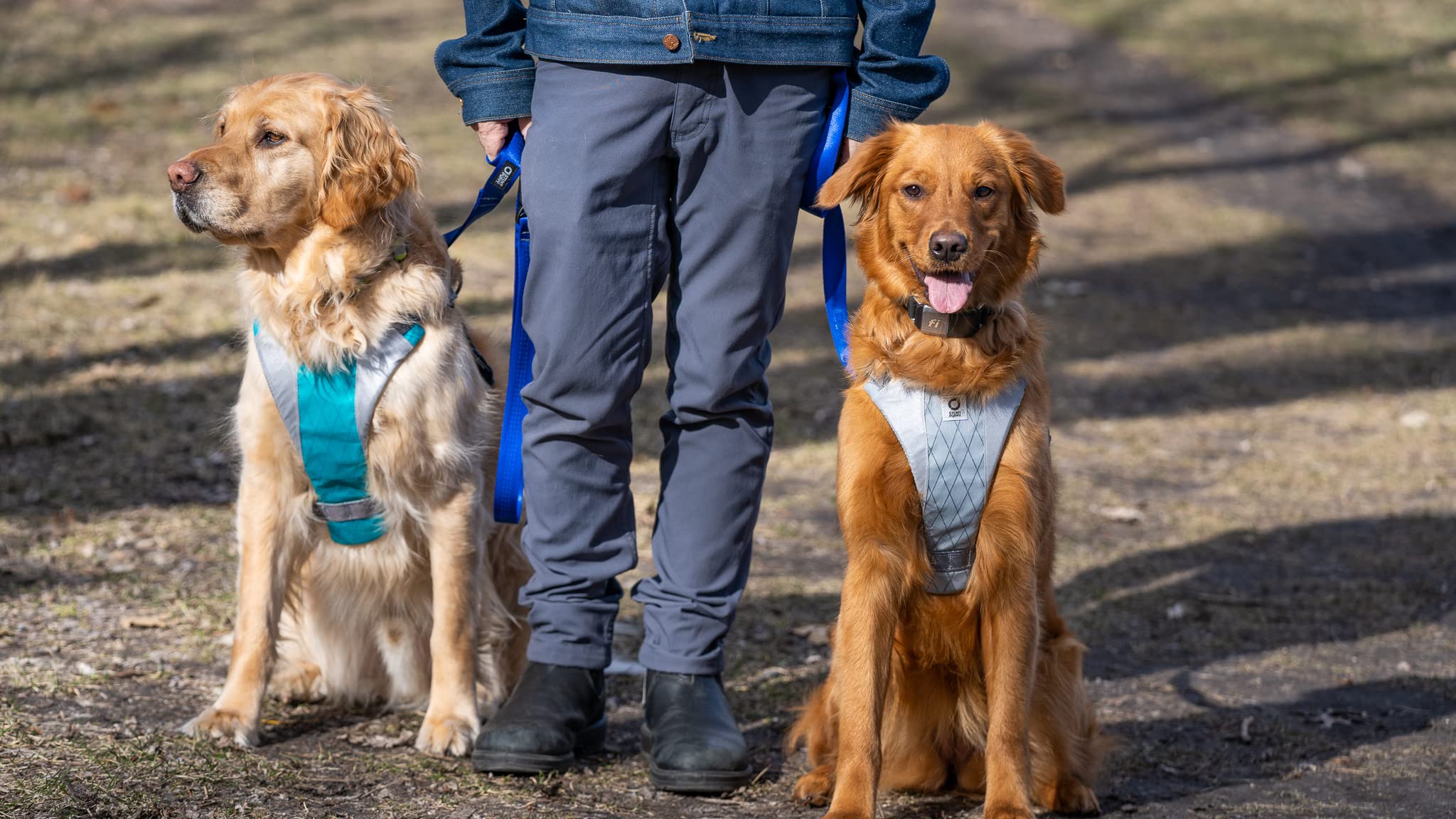 Stunt Puppy Go Dog Glo Harness, Medium, Teal