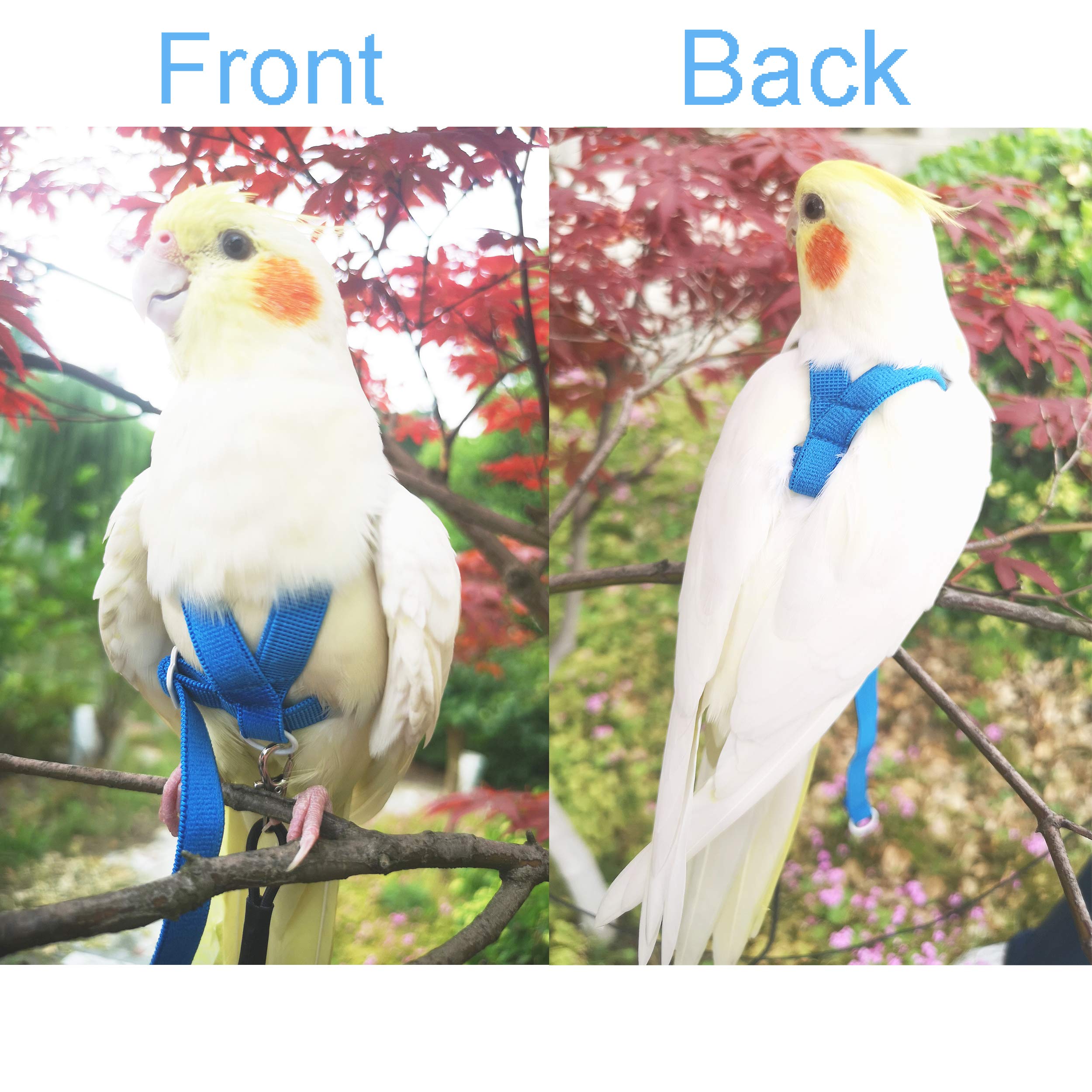 Vanfavori Adjustable Bird Harness With 80 Inch Leash,Outdoor Flying Training Rope Kit For Bird Parrots Cockatiel S Size Weight 70-120 Grams,Blue