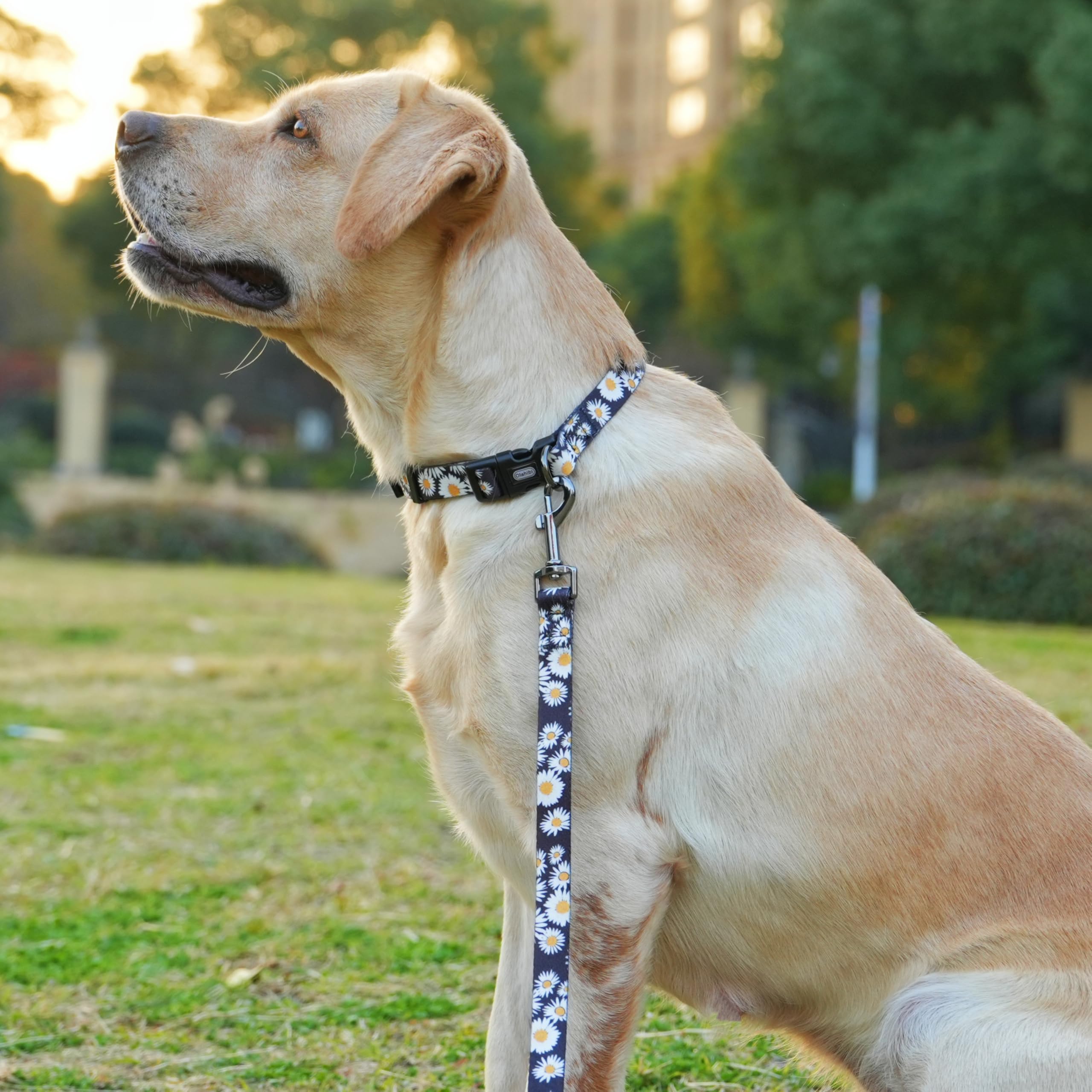 Olahibi Dog Collar And Leash Set, Cute Daisy Pattern, Polyester Material, 5Ft Leash, For Medium Dogs.(Medium,Black Daisy)