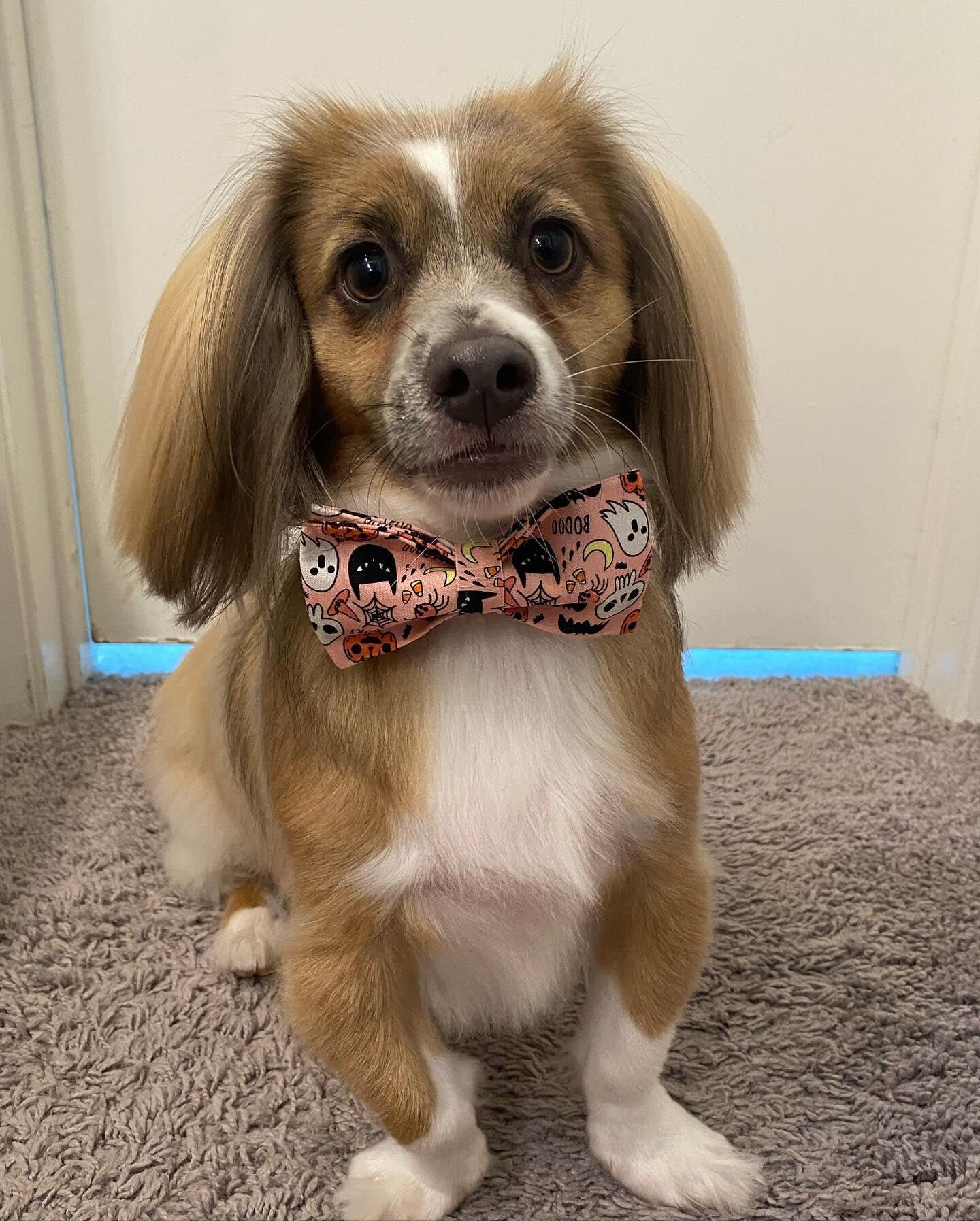 Elegant Little Tail Dog Collar With Bow - Fall Dog Collar Halloween Pumpkin Bow Girl Boy Pet Collar Soft Dog Bowtie Collars For Large Dogs