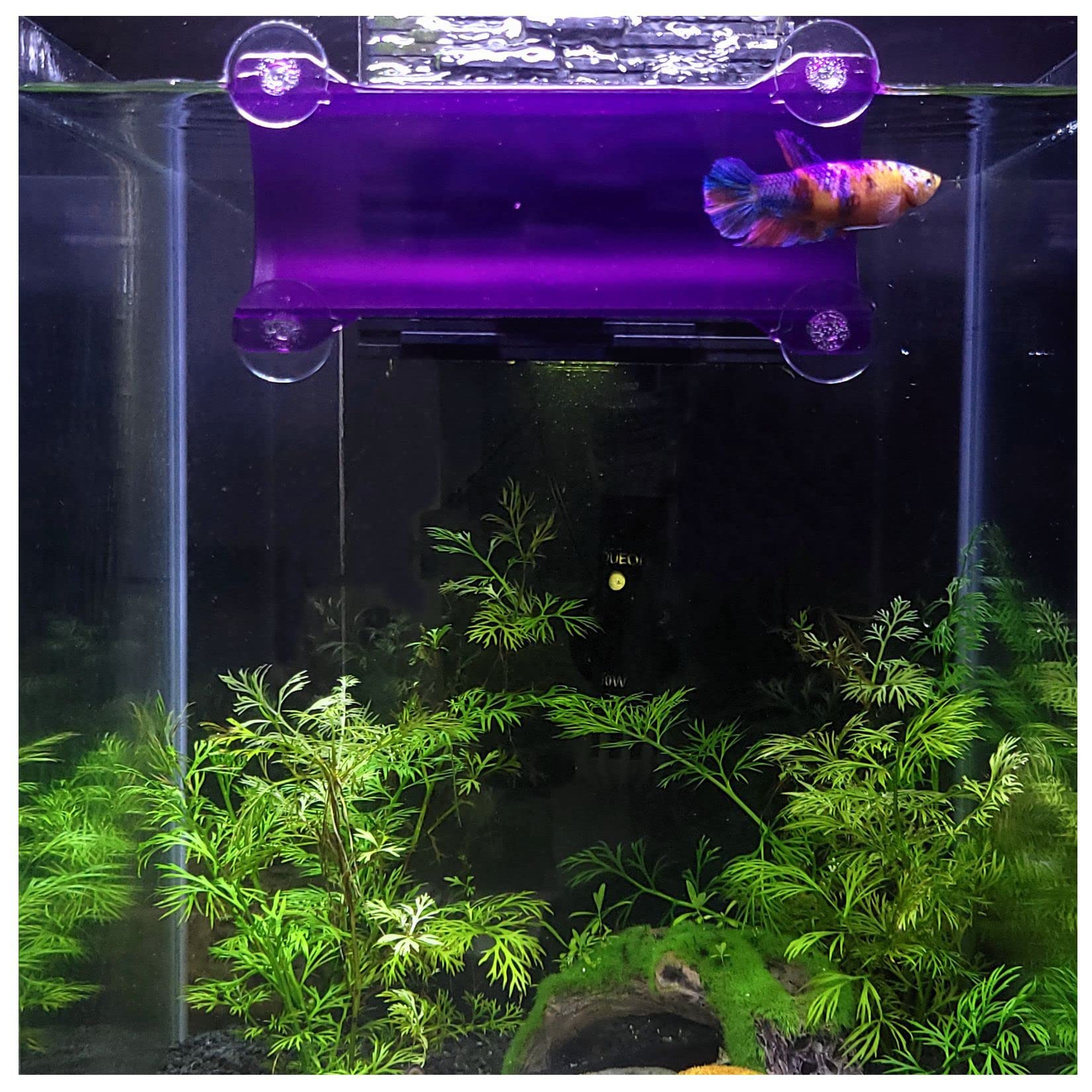 Seeshelter Brand Betta Tunnel (Translucent Purple)