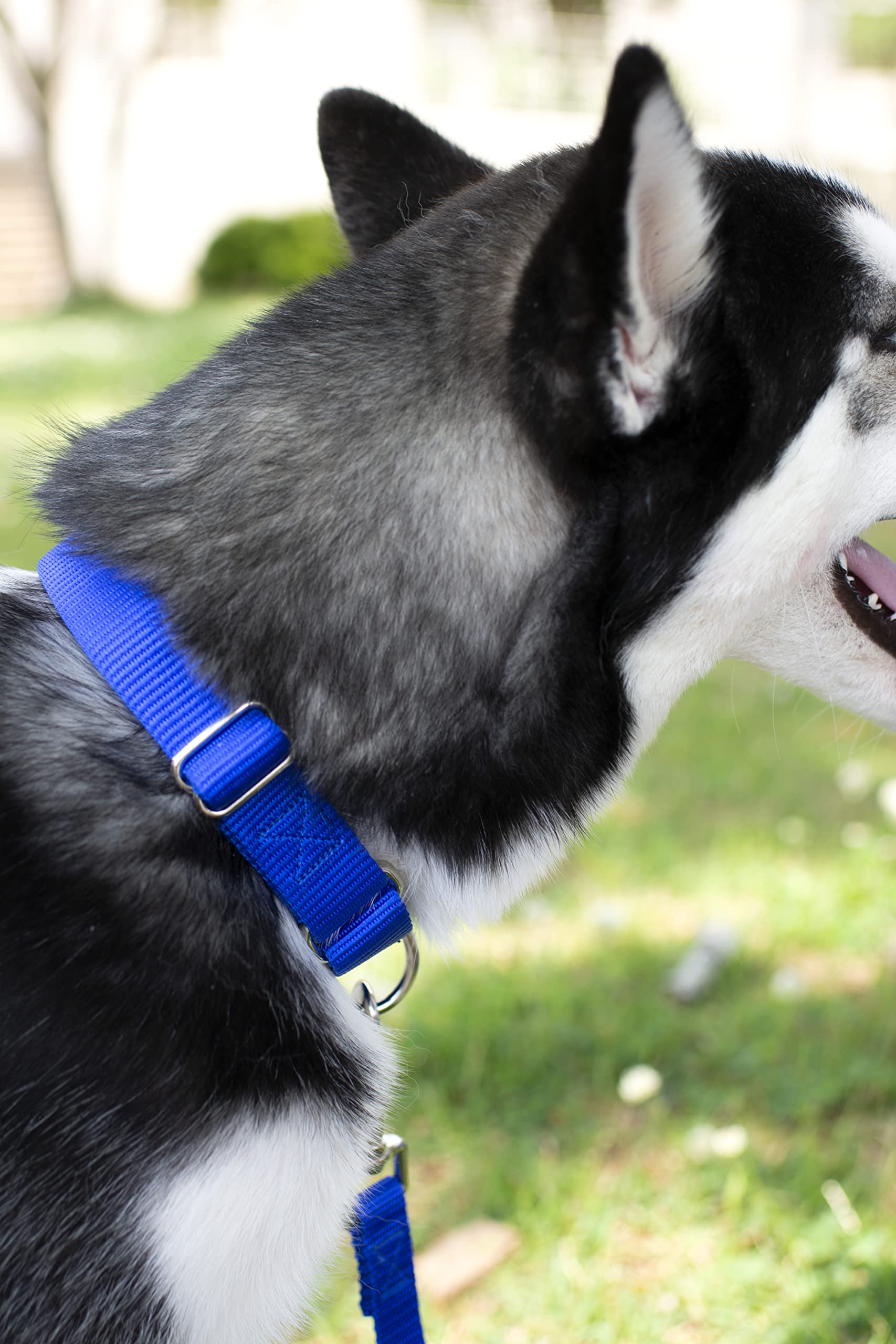 Country Brook Petz Martingale Dog Collar - Heavy-Duty Training Collar With No Buckle - Service Dog Collar For All Pups - Vibrant, Colorful Collection (Royal Blue, 1 Inch, Medium)