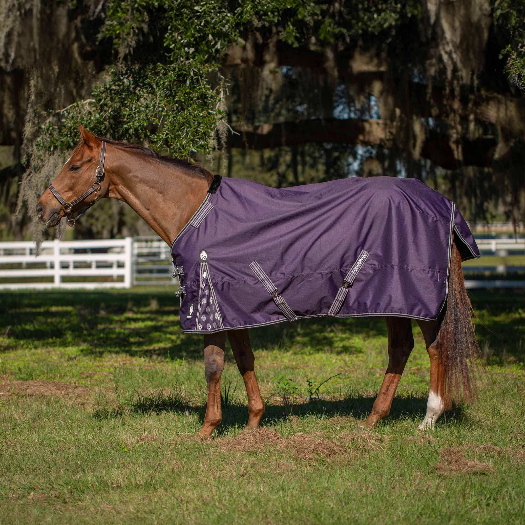 Equinavia Norse 200G Medium Weight Horse Blanket | Waterproof Winter Turnout - Black - 66 In - Grape Purple - 84 In