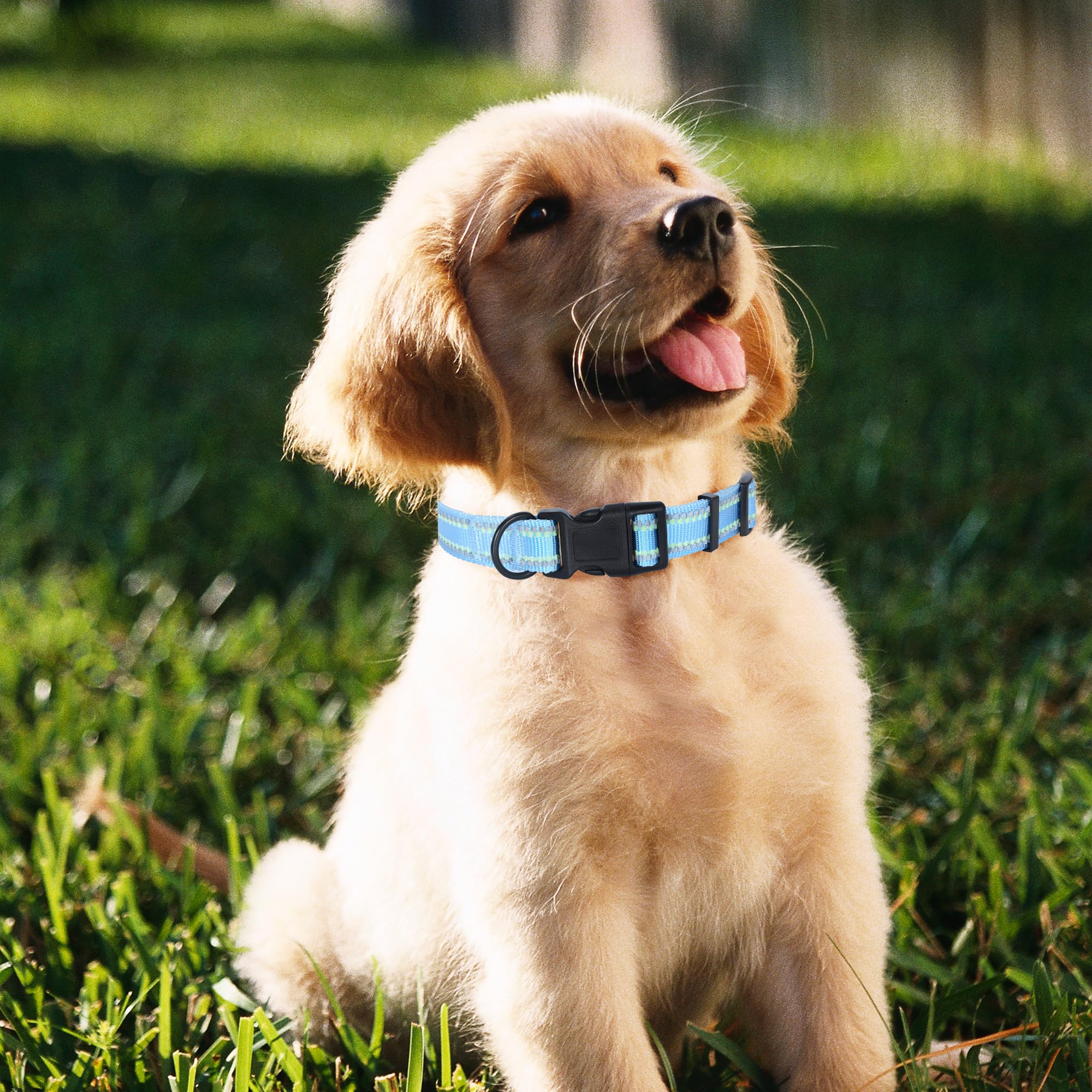 Mile High Life | Nylon Night Light Glow Collar For Medium Dogs | Reflective Band Cat Collar | Fluorescence Self-Luminescence Strap Puppy Collar | Safe Night Walk Collars For Dogs (Blue, S)