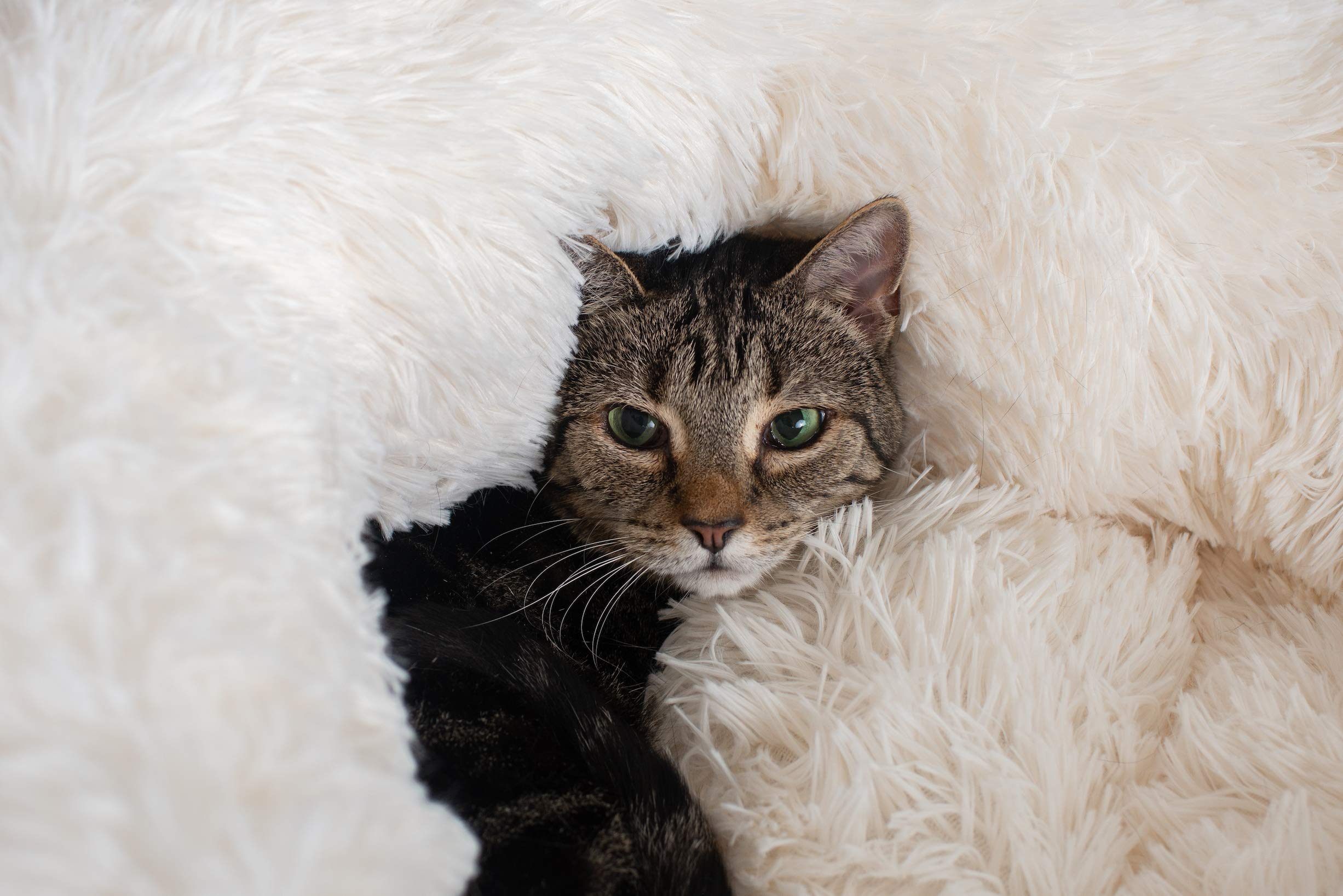 Armarkat Cuddle Bed Model C70NBS-M, Ultra Plush and Soft, White