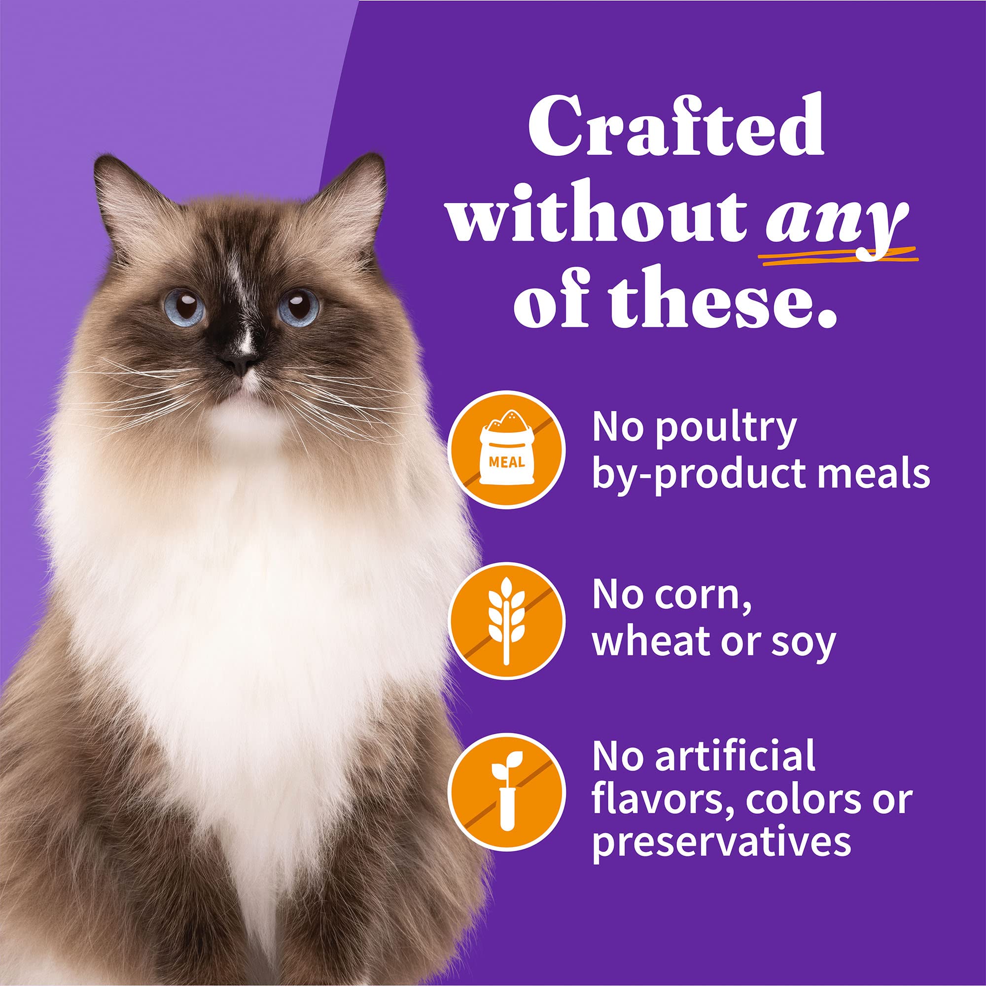 Halo Wet Cat Food Whole Chicken Recipe, Grain Free Pate, 5.5 Oz Can (Pack of 12)