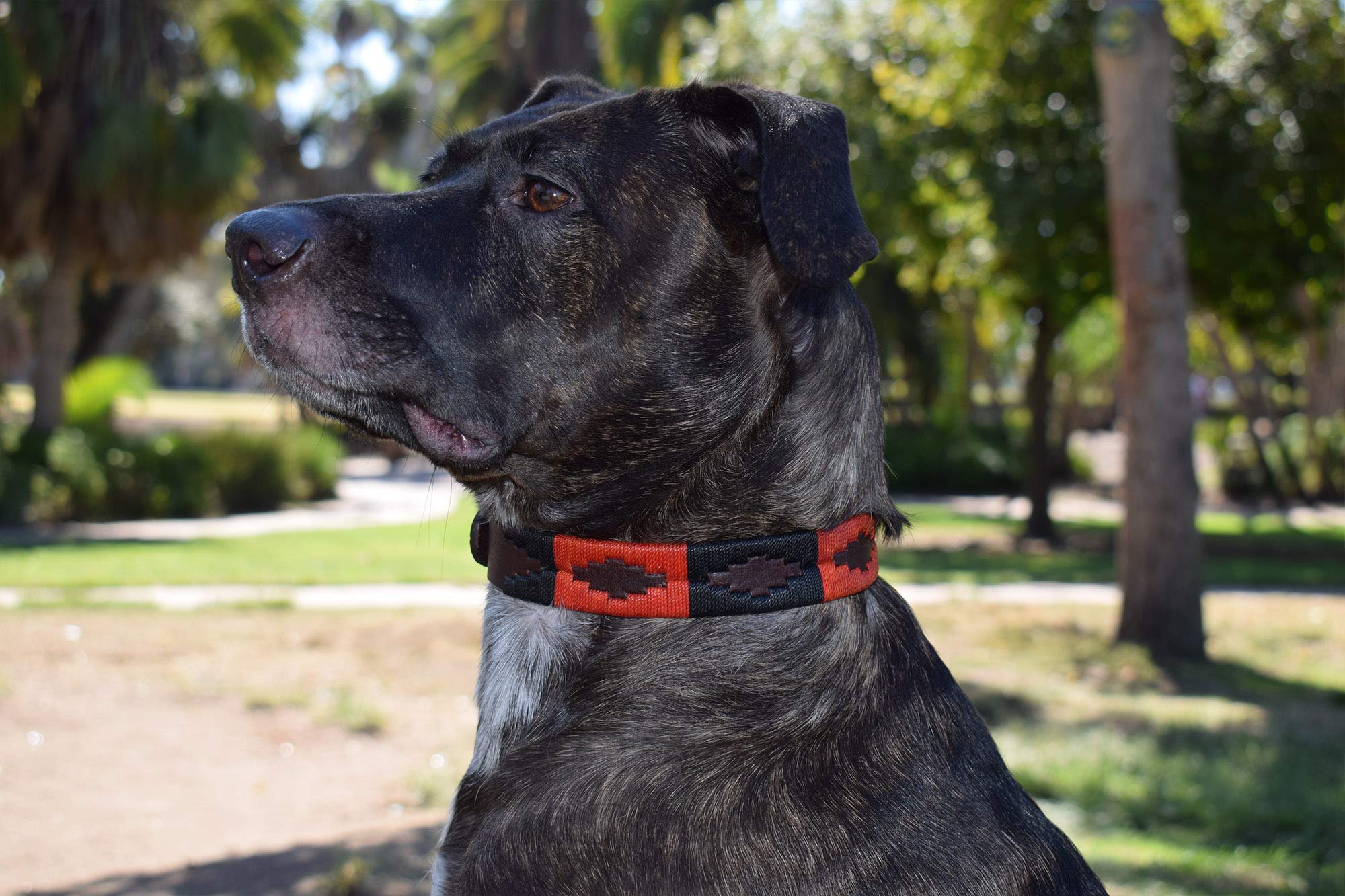 Gaucho Goods Leather Dog Collar - Moab (Xl)