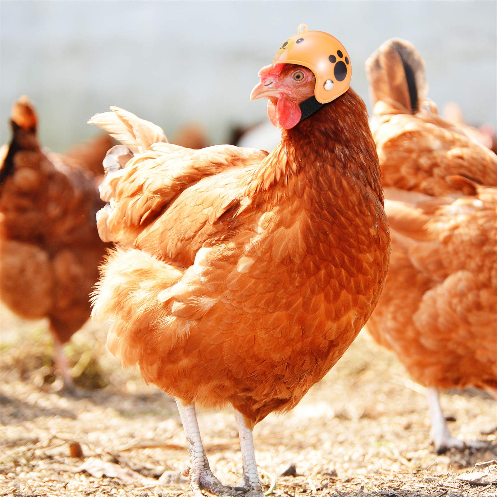 8 Pieces Hens Helmet Chicken Pet Safety Funny Parrot Bird Hat Headwear Small Hard Costumes Accessories For Parakeet (Animal, Hea