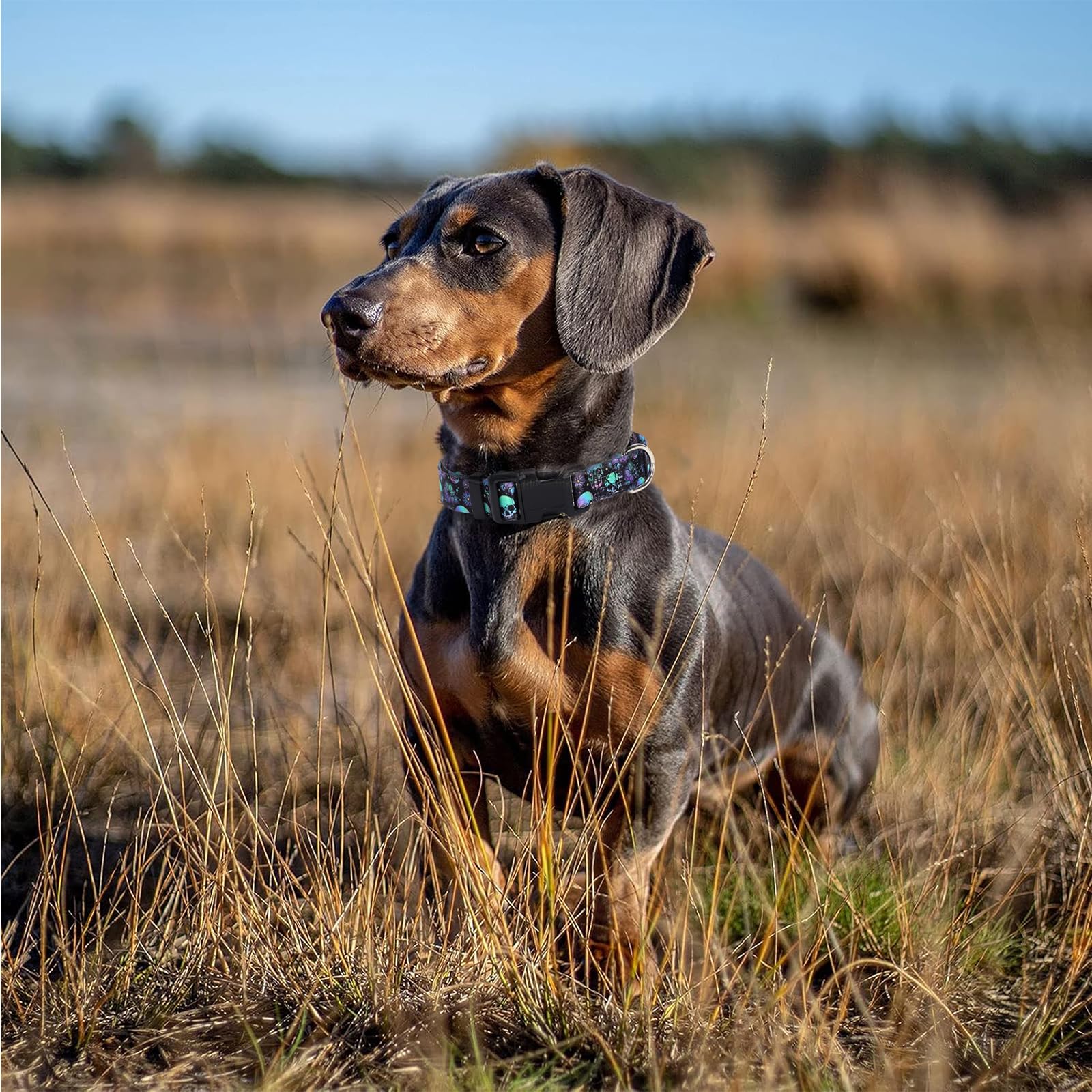 Skull Dog Collars For Small Dogs,Adjustable Comfy Soft Durable Male Collar For Small Medium Large Extra Large Boy Dogs(Skull S)