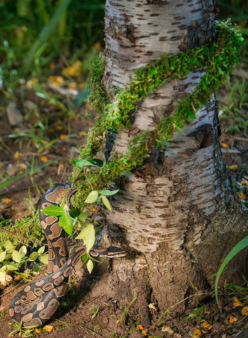 Supermoss Galápagos (05266) Mossvine, Real Moss Vine, 12Ft, Green