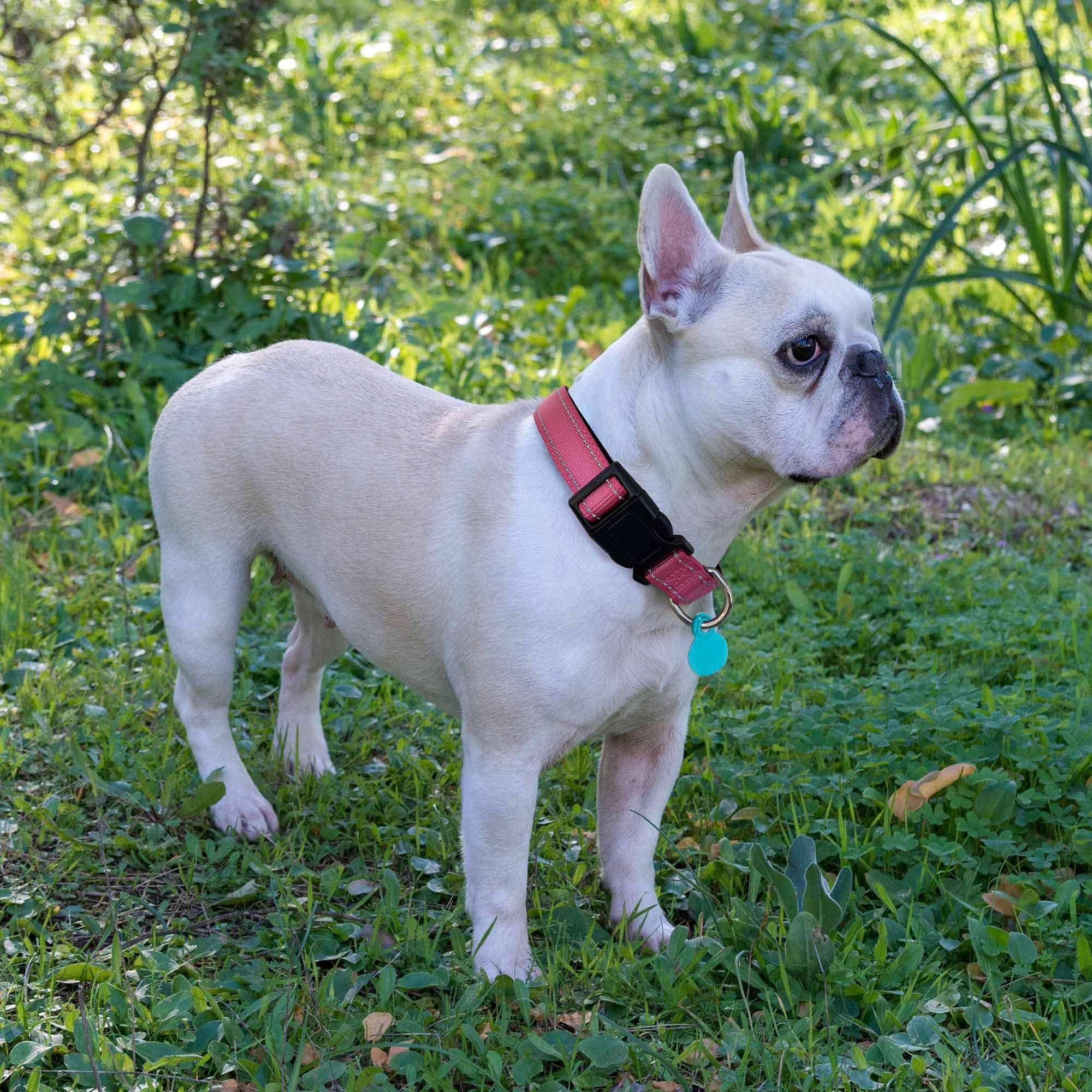 Ladoogo Reflective Dog Collar Padded With Soft Neoprene Breathable Adjustable Nylon Dog Collars For Small Medium Large Dogs (Col