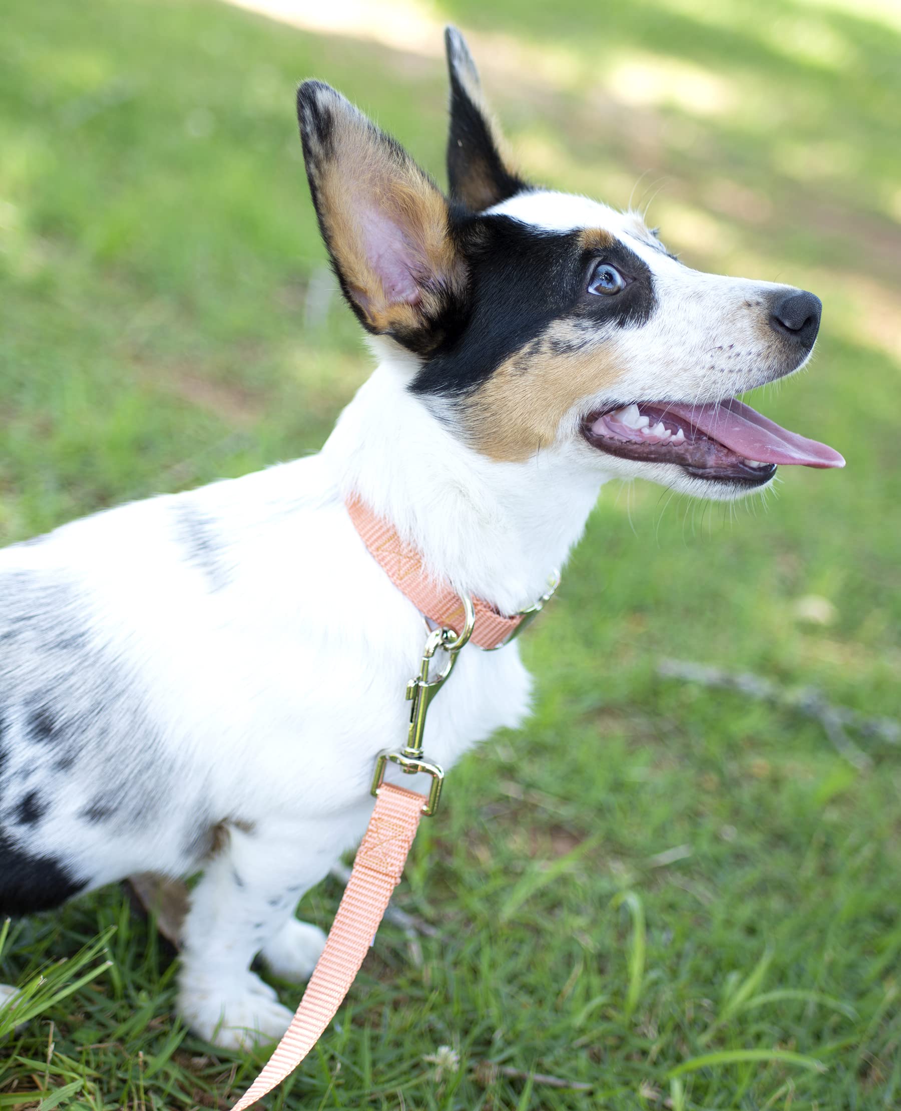 Country Brook Design - Vibrant 30+ Color Selection - Premium Nylon Dog Collar With Metal Buckle (Medium, 3/4 Inch, Coral)