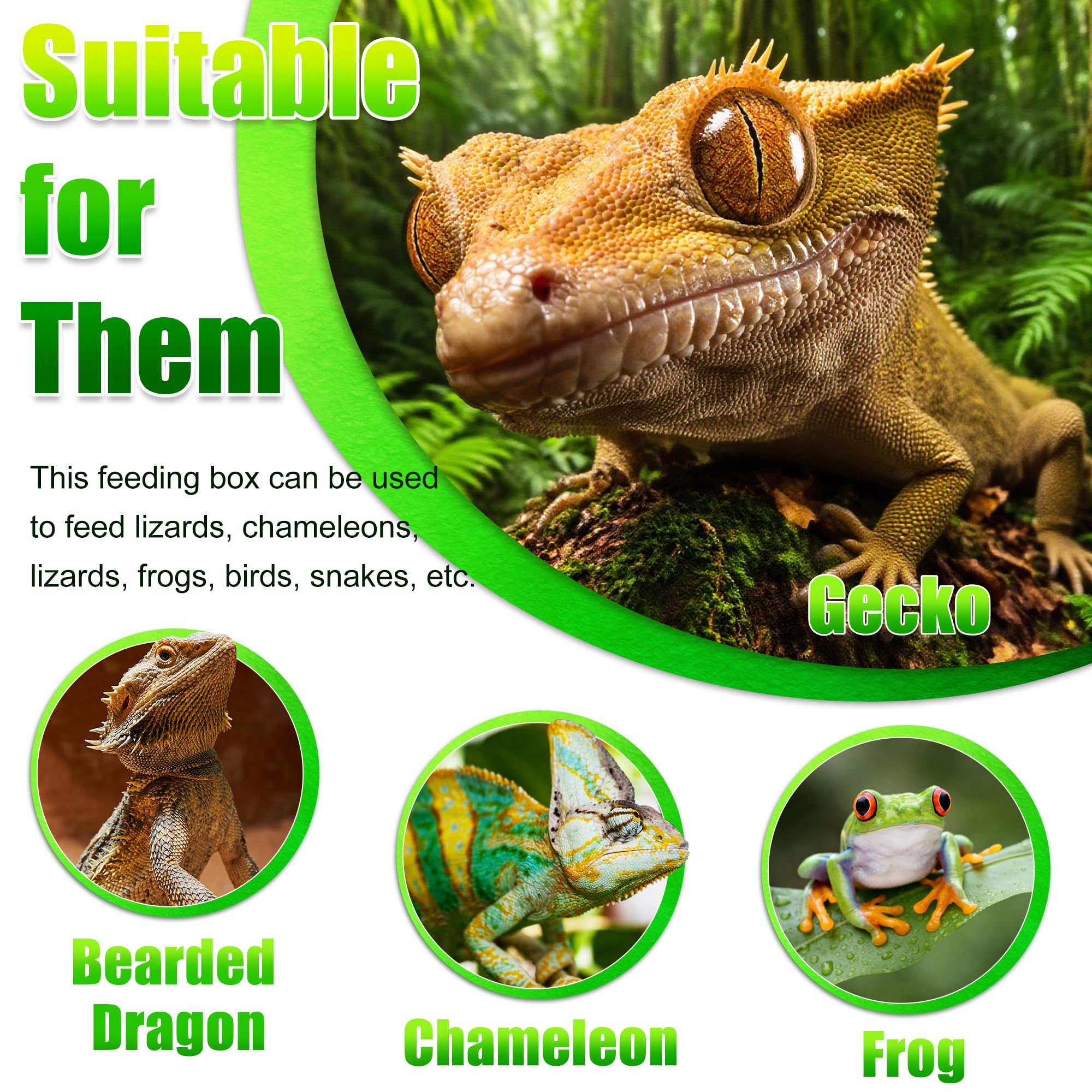 Eckpo Reptile Anti-Escape Feeding Bowl, Wall-Mounted Feeder for Reptile, Stimulate Hunting Accessories for Terrarium, Vivarium a