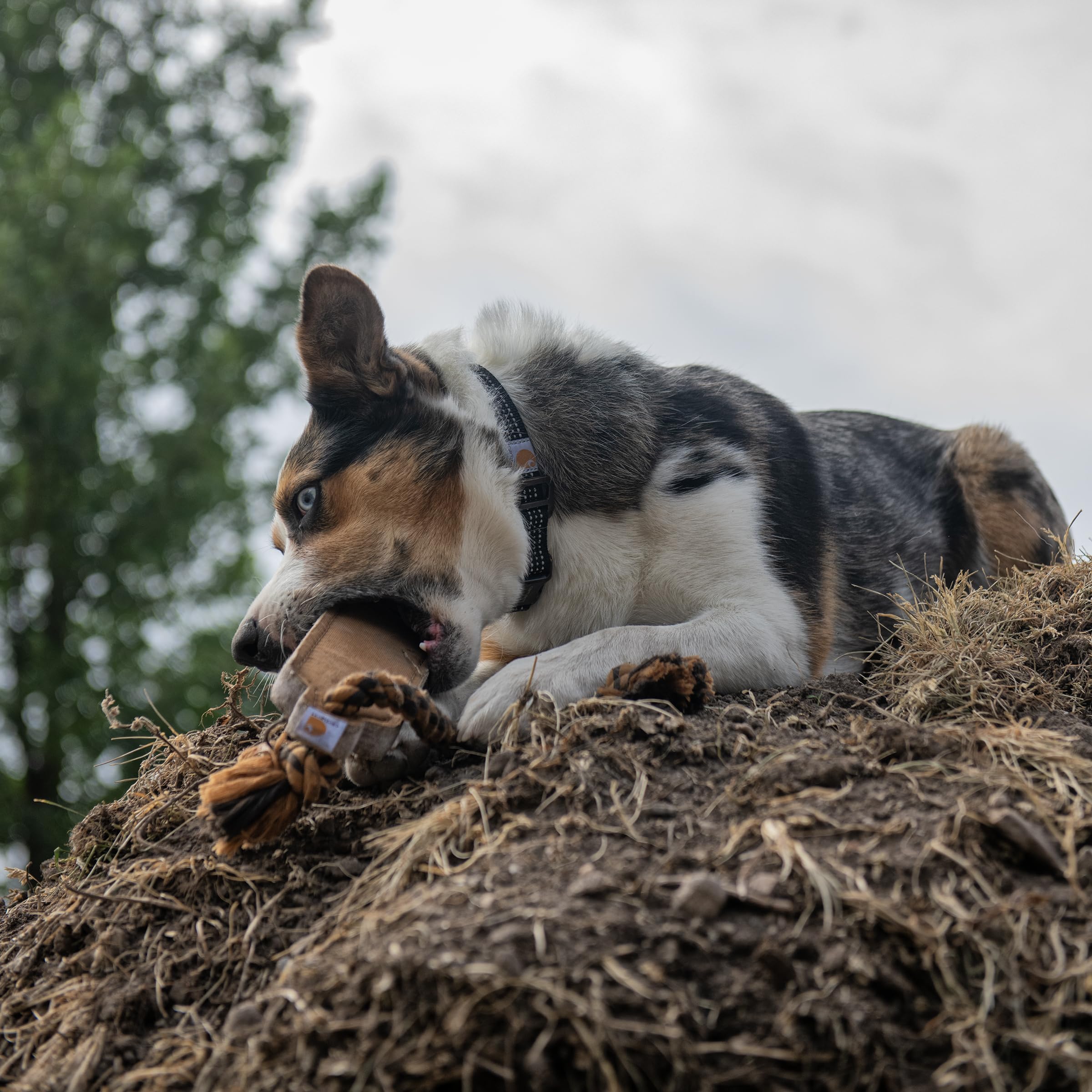 Carhartt Pet Training Tools, Rugged Dog Toys for Tug and Fetch, Bumper Compressed Flet Chew