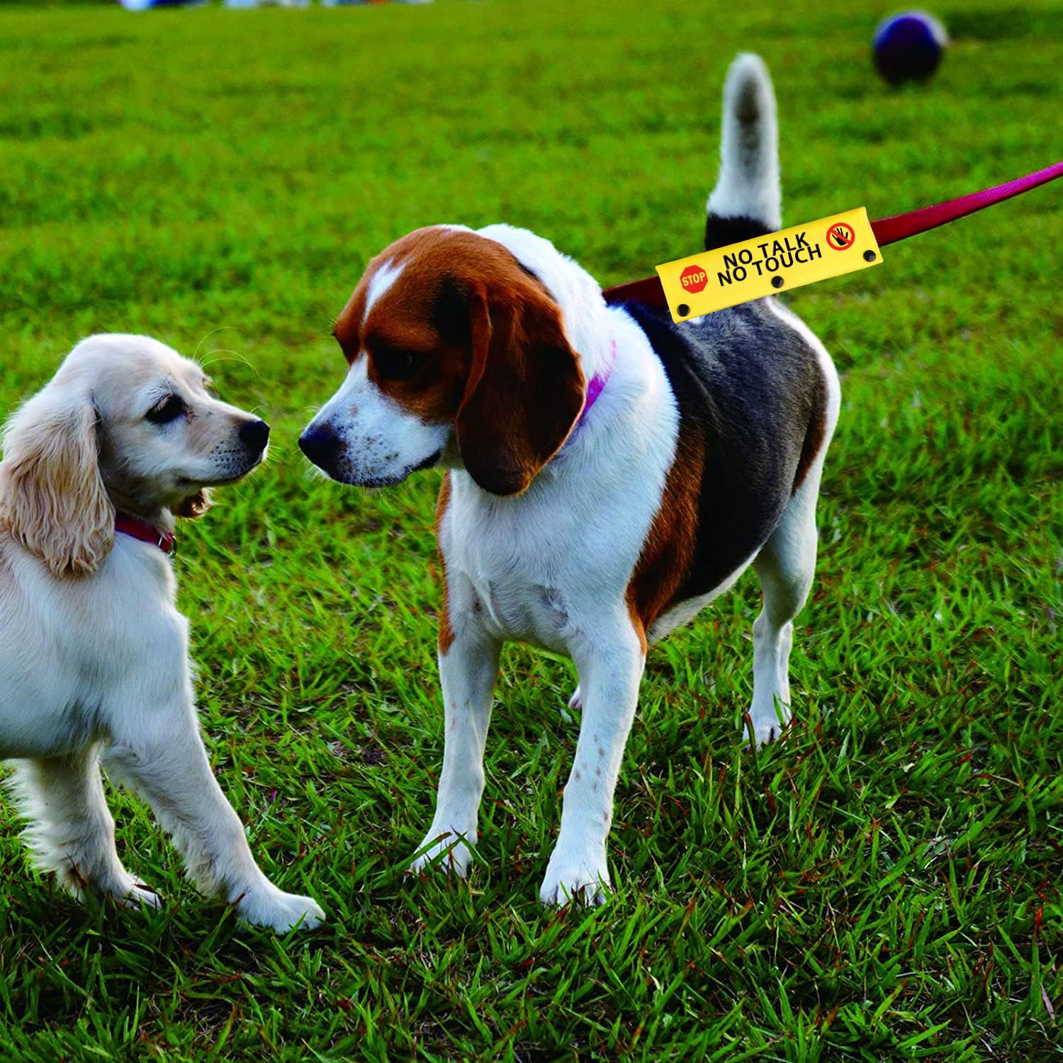 Funny Dog Leash Sleeve No Talk No Touch Dog Leash Wrap Sleeve Pet Birthday Gift (No Talk No Touch-Ye Sleeve)