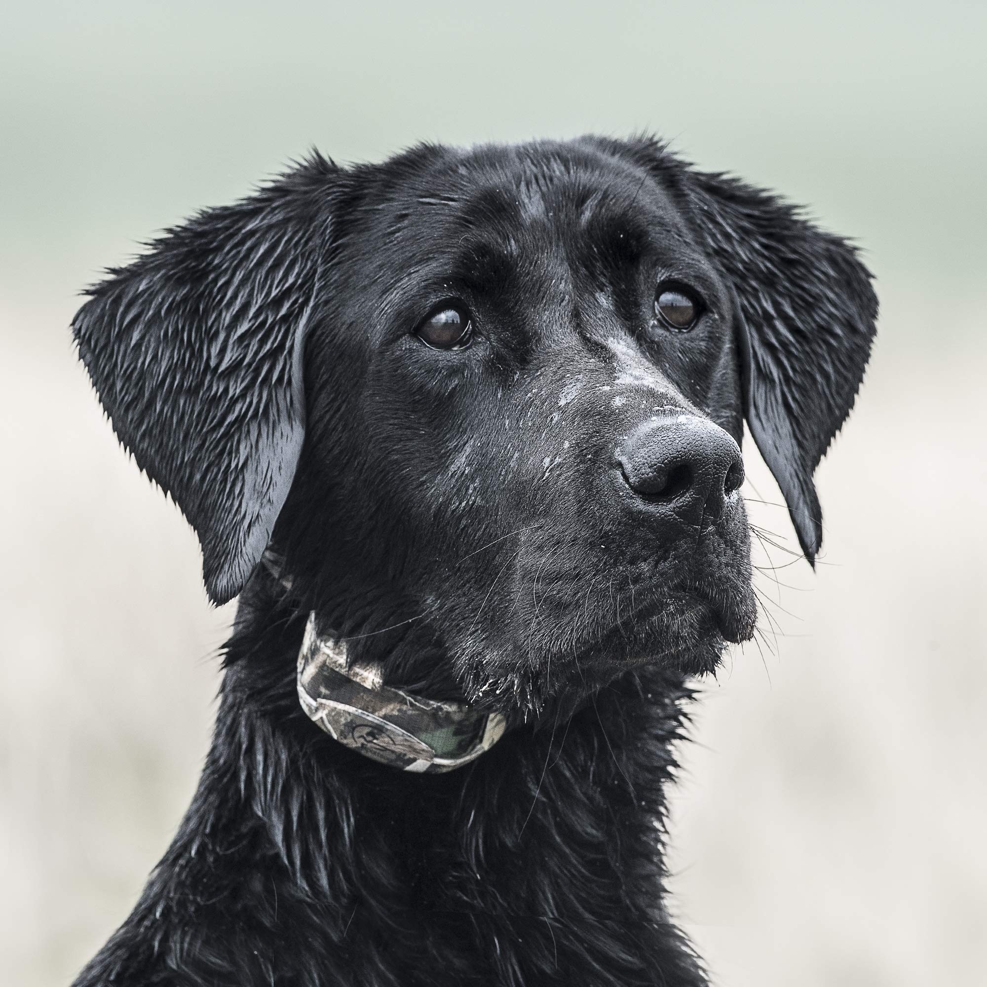 Sportdog Brand Wetlandhunter 425X Add-A-Dog Collar - Additional, Replacement, Or Extra Collar For Your Remote Trainer - Waterpro