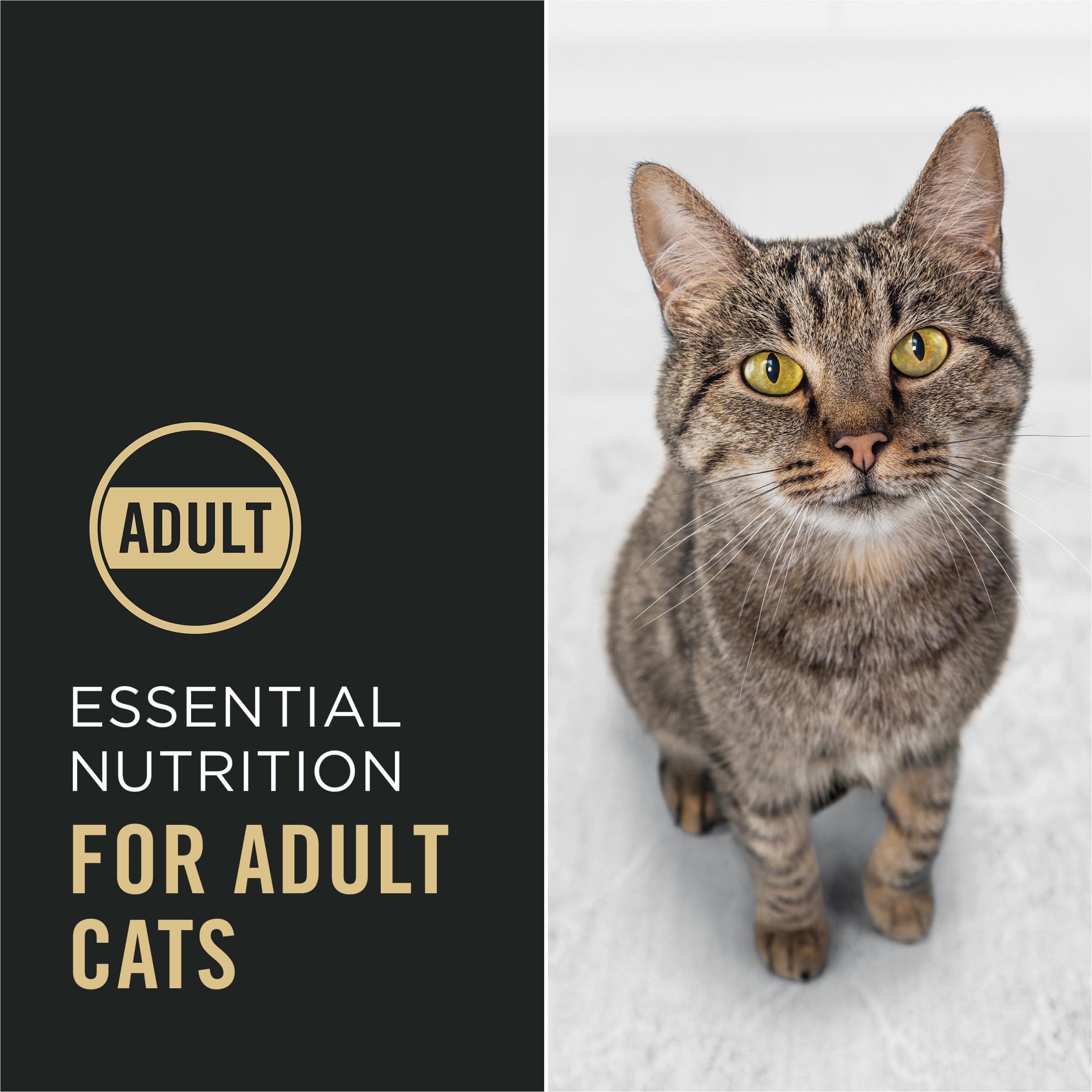Purina Pro Plan Complete Essentials Shredded Blend Chicken and Rice Formula Adult High Protein Cat Food - 3.5 lb. Bag