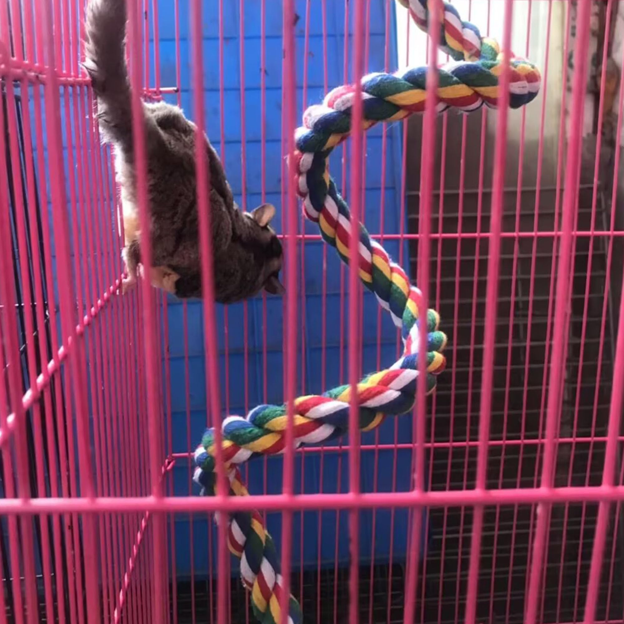 Fladdorepet 59Inch Sugar Glider Toys For Climbing/Exercising/Jungle Exploration,Squirrel Hanging Cotton Rope Toy,Rat Hamster Cag