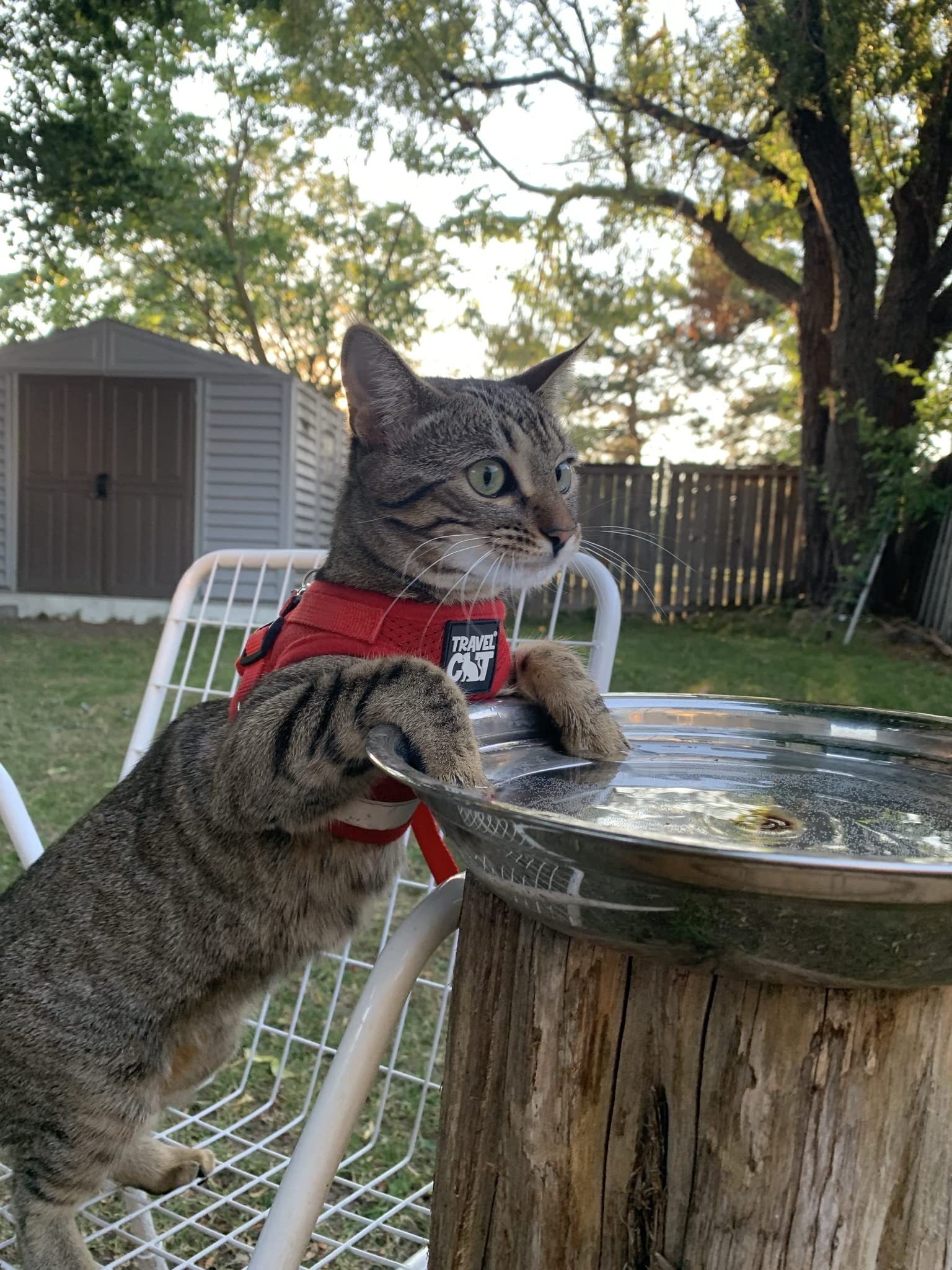 Travel Cat Harness And Leash Set - Adjustable Comfort Fit Mesh Vest Harnesses With Reflective Strap - Snug Fit Harness For Cats, Kitten For Outdoor Walking, Red, Medium (Chest 15-17.3 Inch)