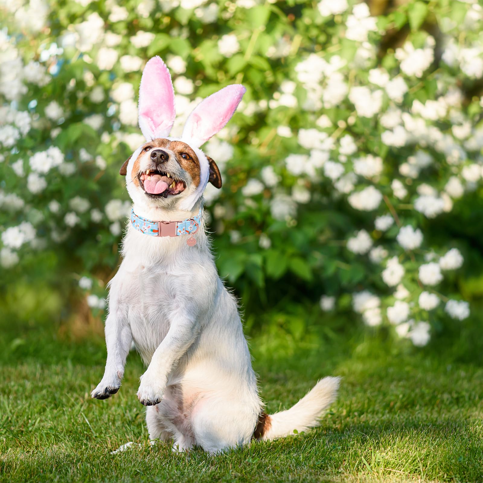 Up Urara Pup Easter Dog Collar, Cotton Easter Bunny Collar For Puppy Girl Boy Dog Or Cat, Easter Gift Rabbit Carrot Dog Collar,