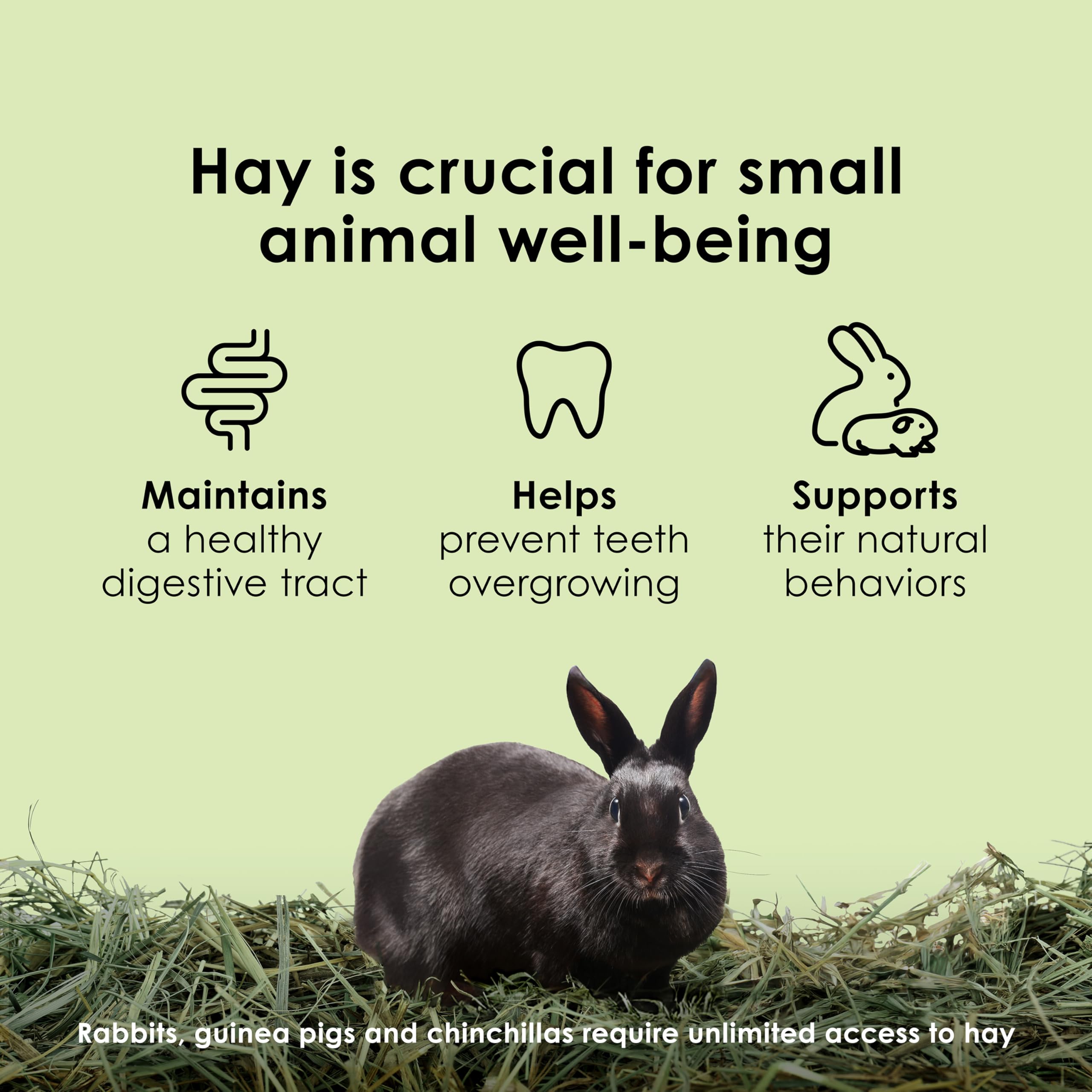 Kaytee Timothy Hay, High Fiber, Grown Specifically for Small Animals, Rabbits, Guinea Pigs, Chinchillas, Ideal Bulk Order for Sm