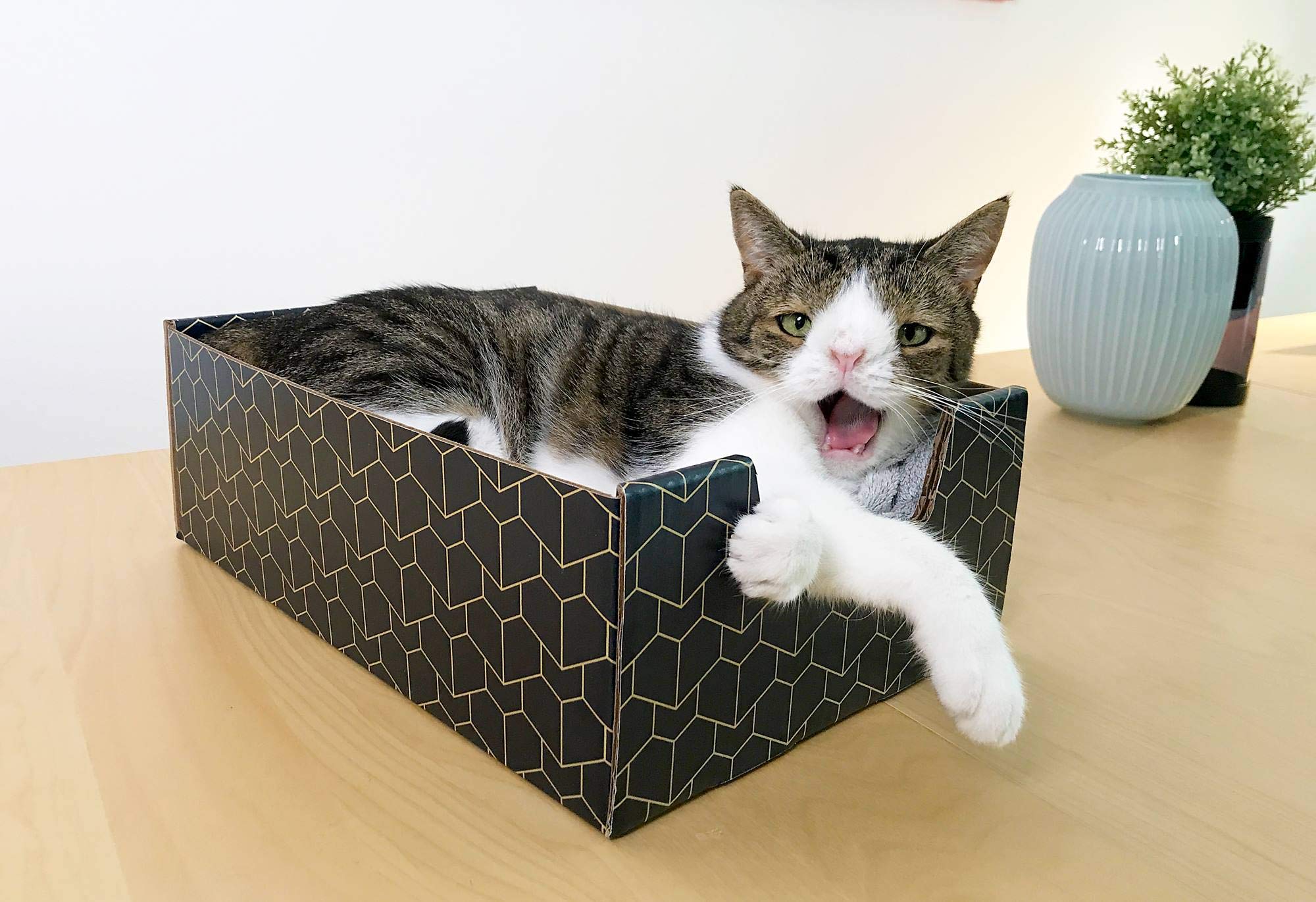 Purrfect Cat Box Lounger With Peek-A-Boo Cutout | Premium Corrugated Cardboard Cat Bed For Relaxation | Interactive Cat Box For Indoor Cats, Blue