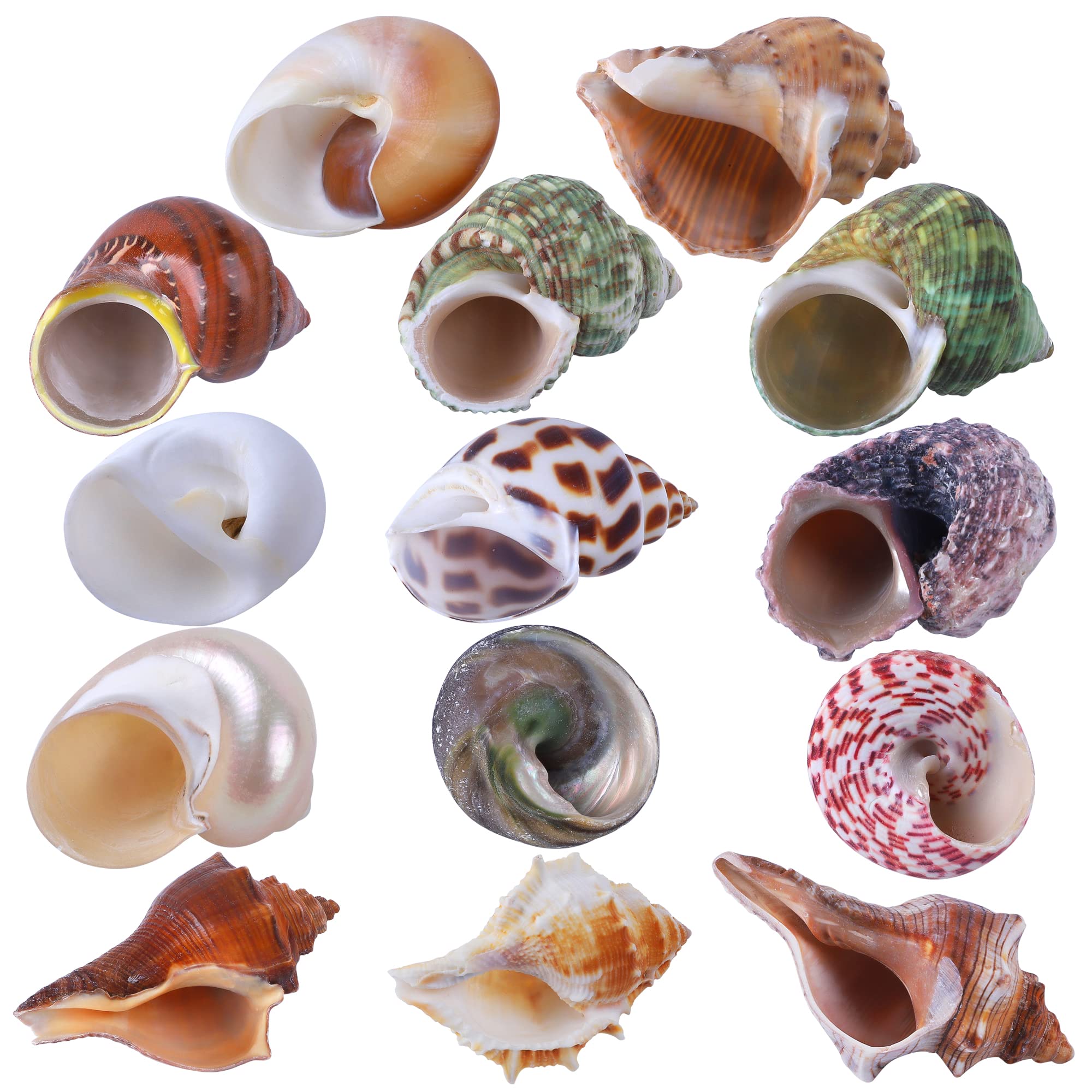 14Pcs 14 Kind Natural Hermit Crab Shells Size 1' - 3.5', Opening 0.8' - 1.5' Hermit Crab Supplies Pearl Turbo Seashell For D?or