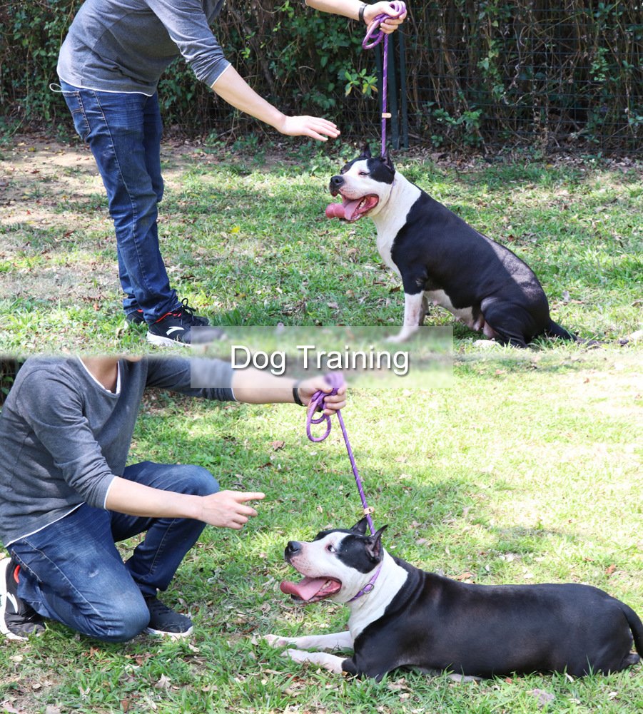 Grand Line Slip Lead Dog Leash, 5Ft Reflective Slip Rope, Puppy Training Walking Controlling Lead, Slip Collar Pet Leash For Small, Medium, Large Dogs (Purple, Medium-2/5In X 5Ft)