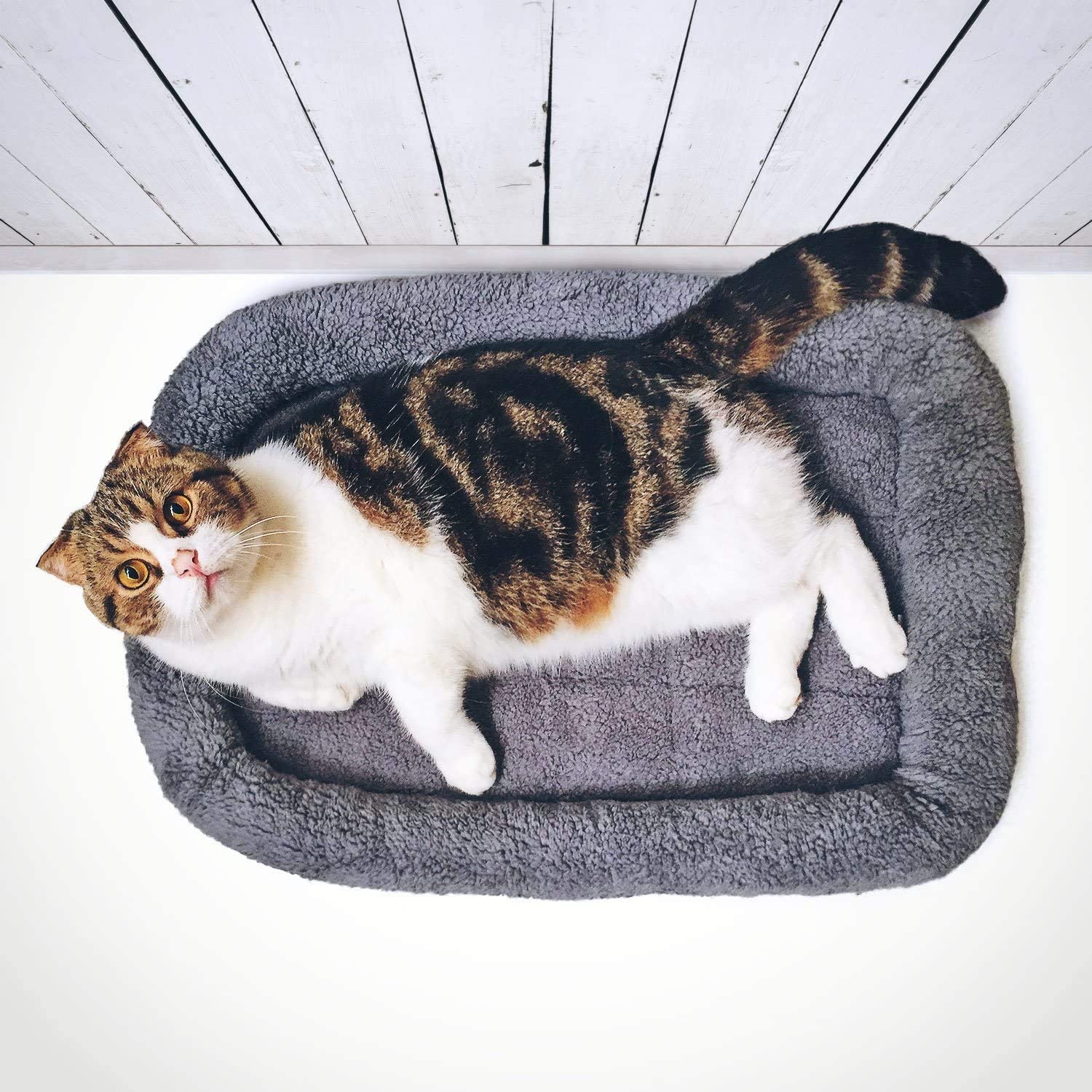 Lesypet Cat Beds For Indoor Cats, Pet Mats For Curl Sleep Plush Cushion Washable Pet Bed For Cats Dogs With Anti-Slip Bottom, Medium 24' X 18'