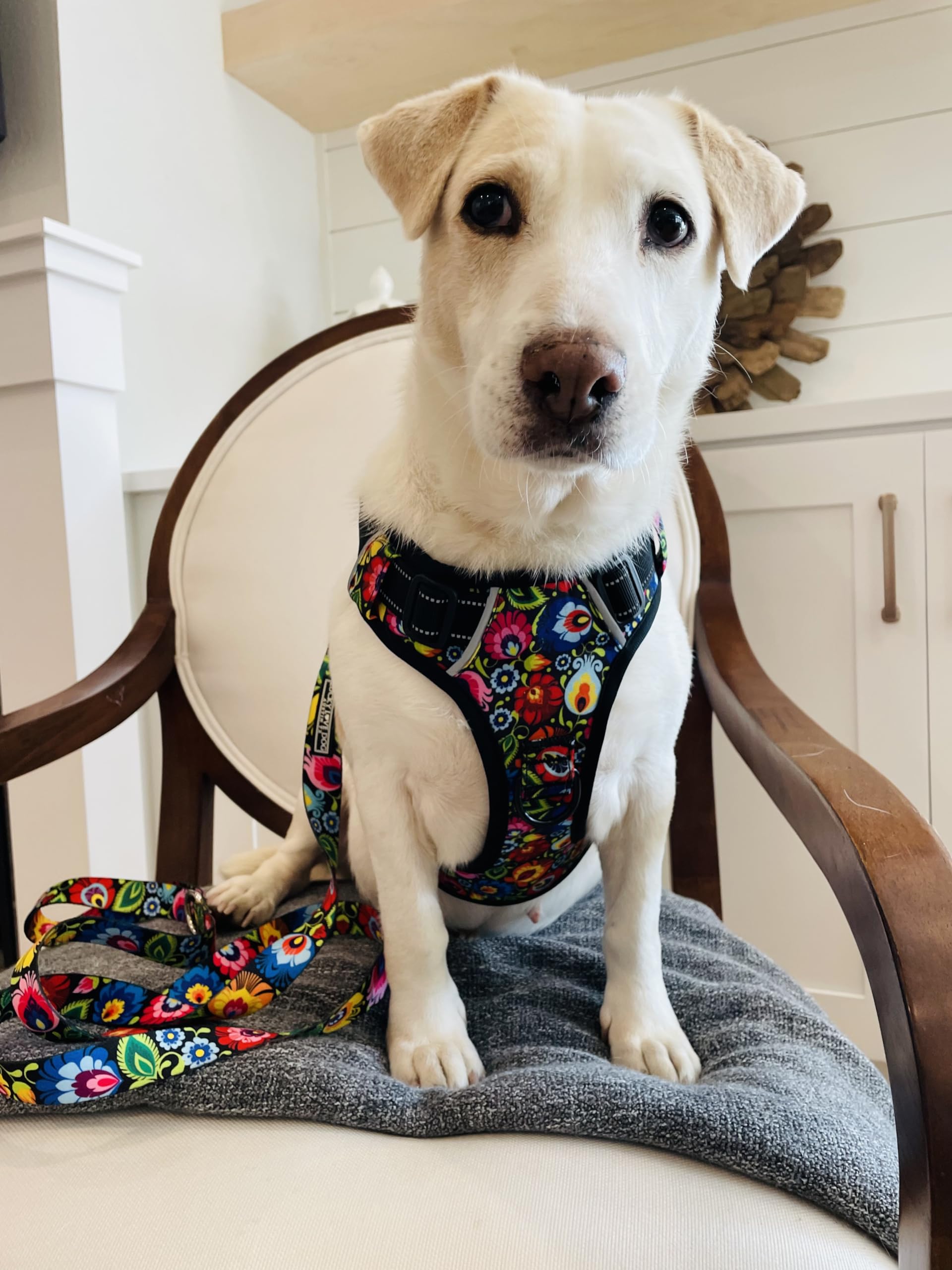 Lucky Love Dog No Pull Dog Harness, Adjustable And Easy To Walk, Cute Floral Pattern Dog Harness For Small Medium Large Dogs - (Xs, Blackbird Harness)